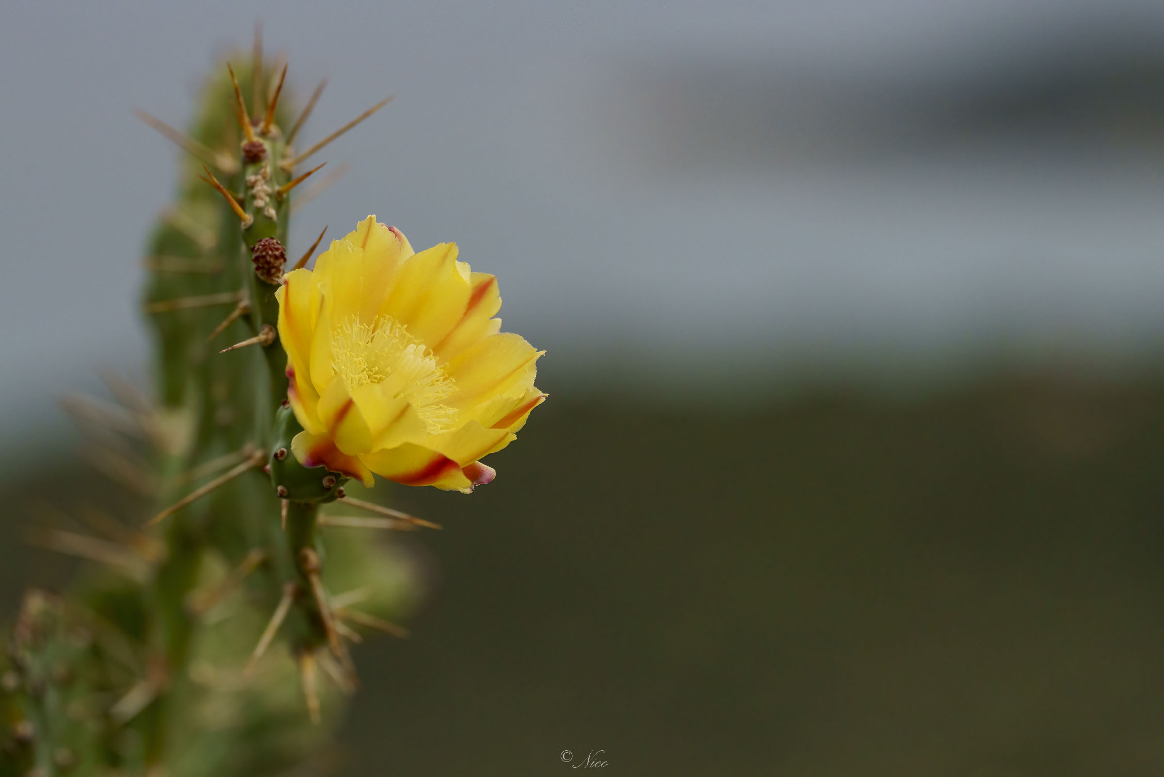 Fiore di "figu morisca"