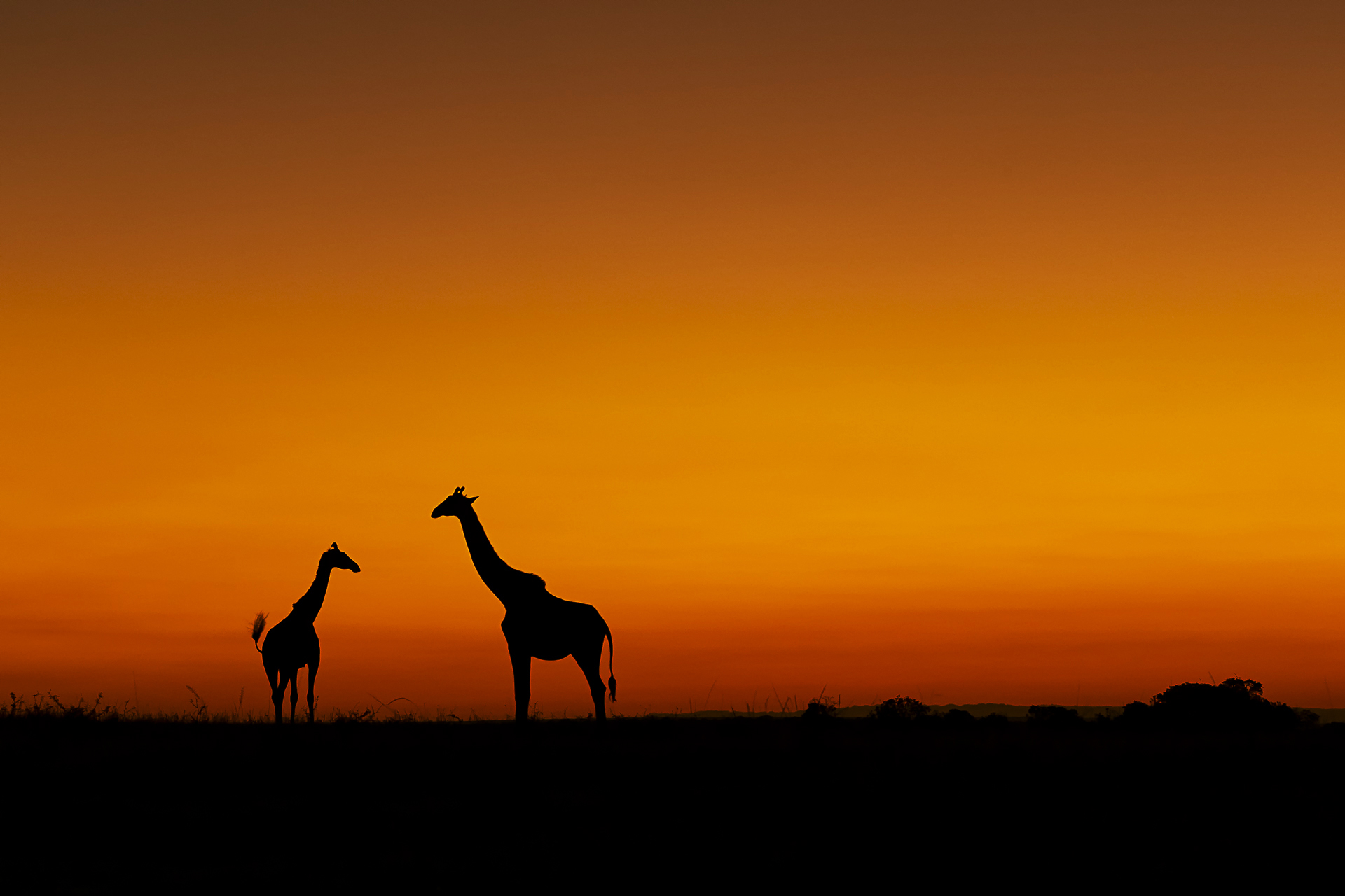 Giraffe all'alba