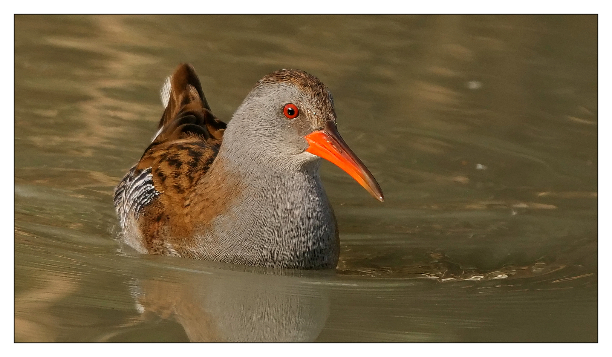 Water rail