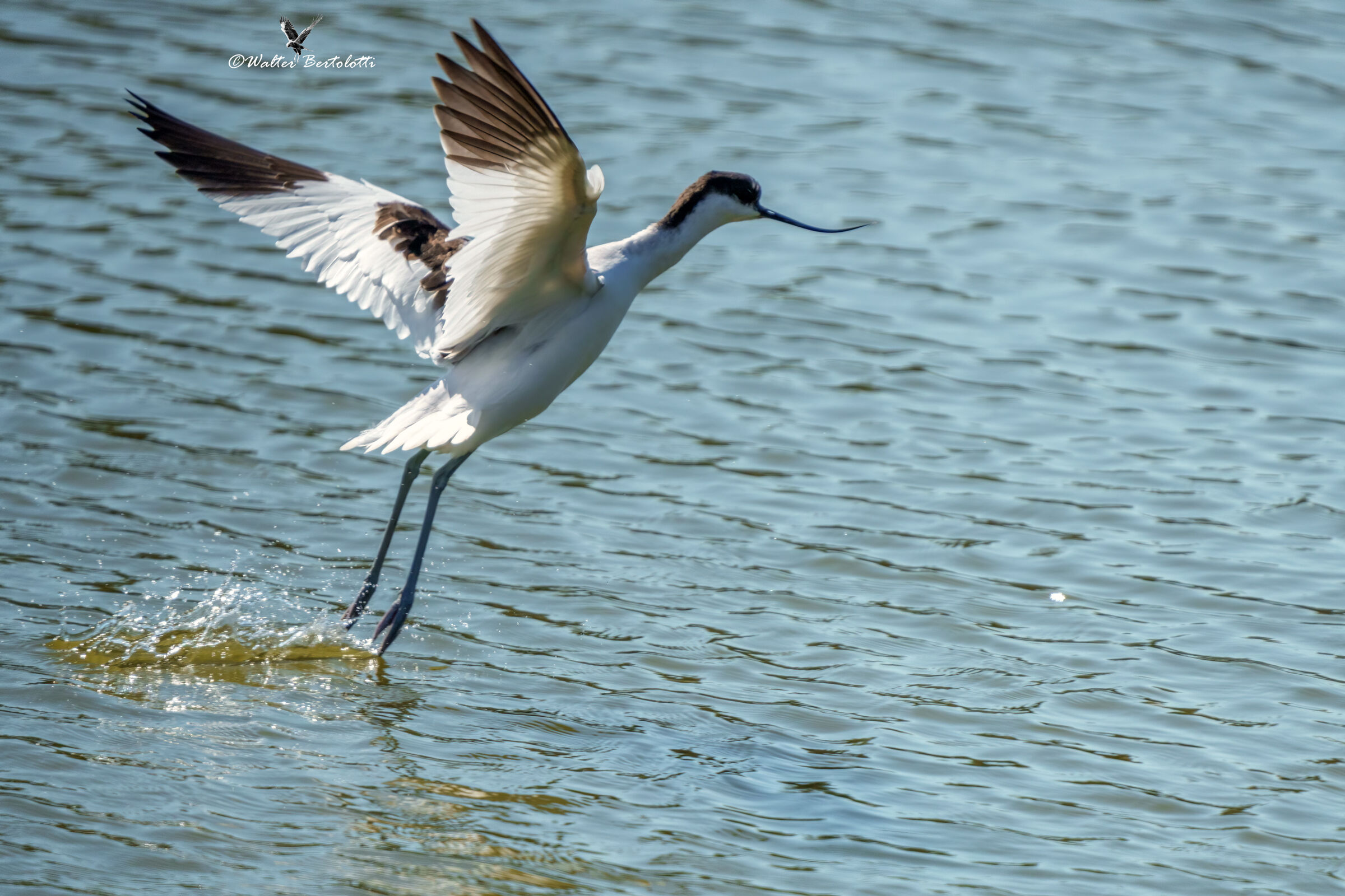 avocetta