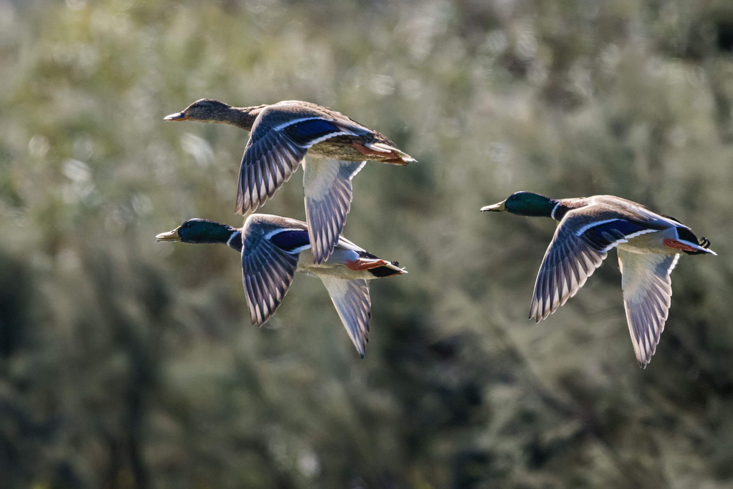 Germans in flight