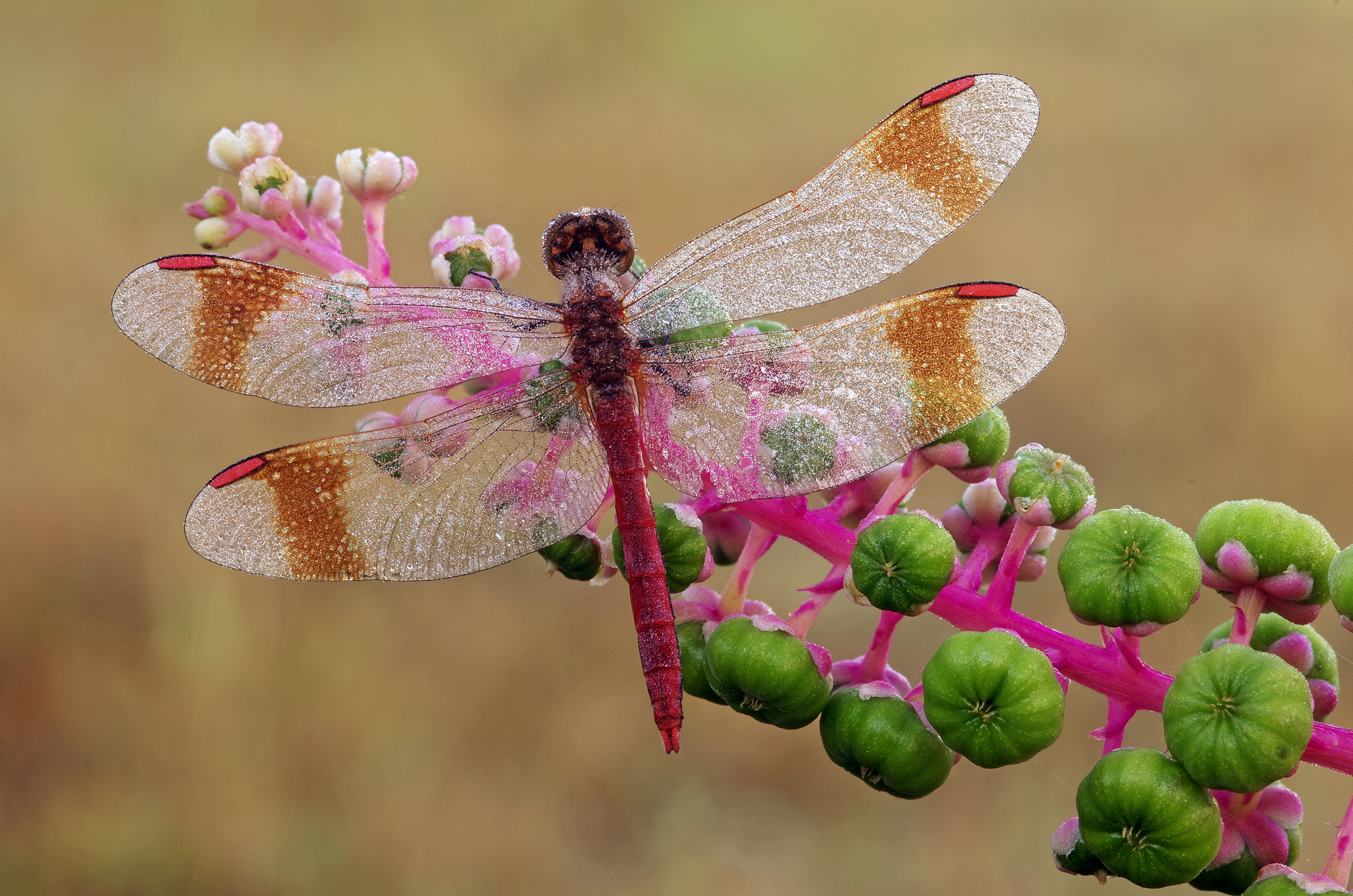 Sympetrum Pedemontanum