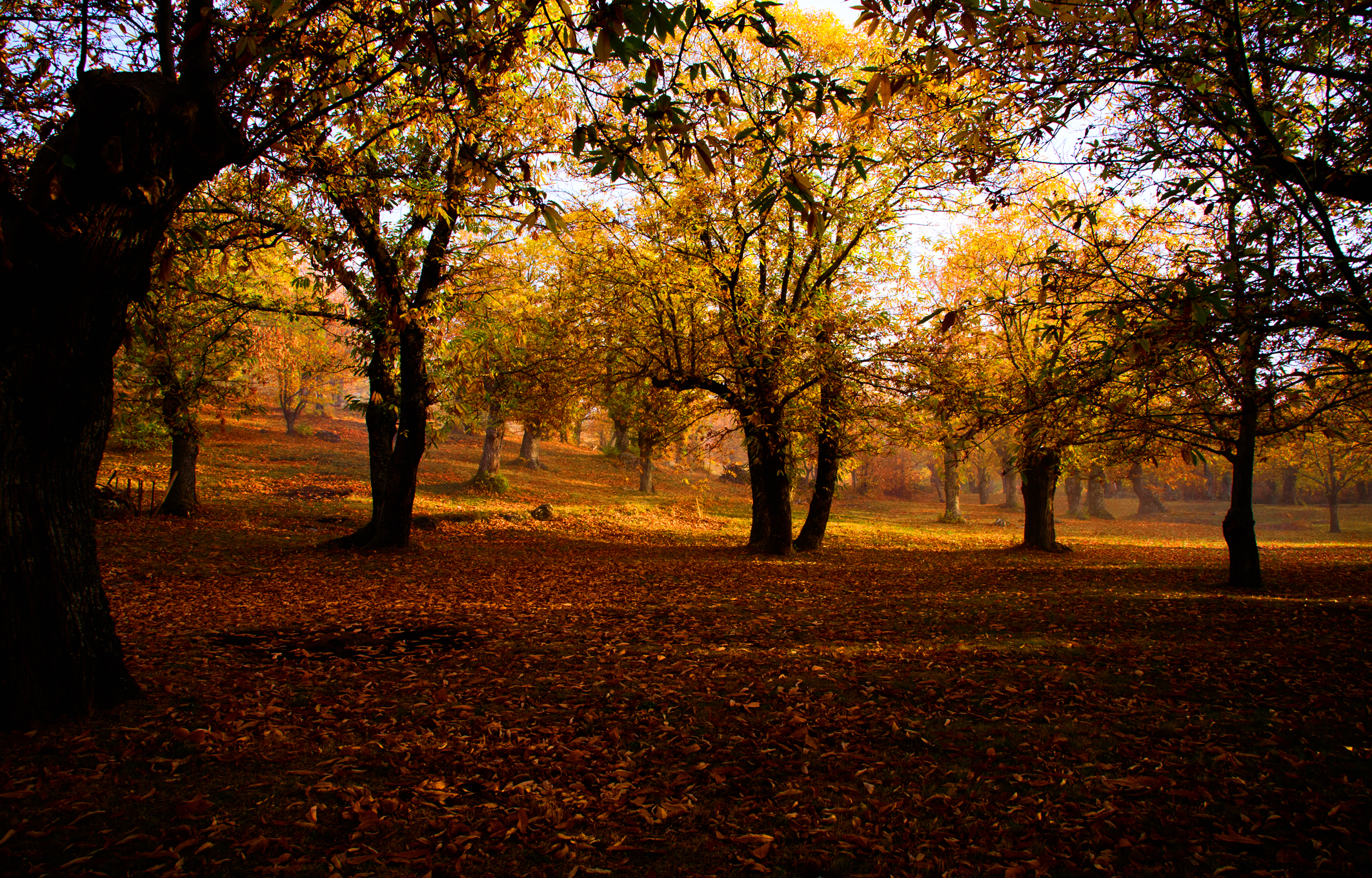 chestnut time (autumn)