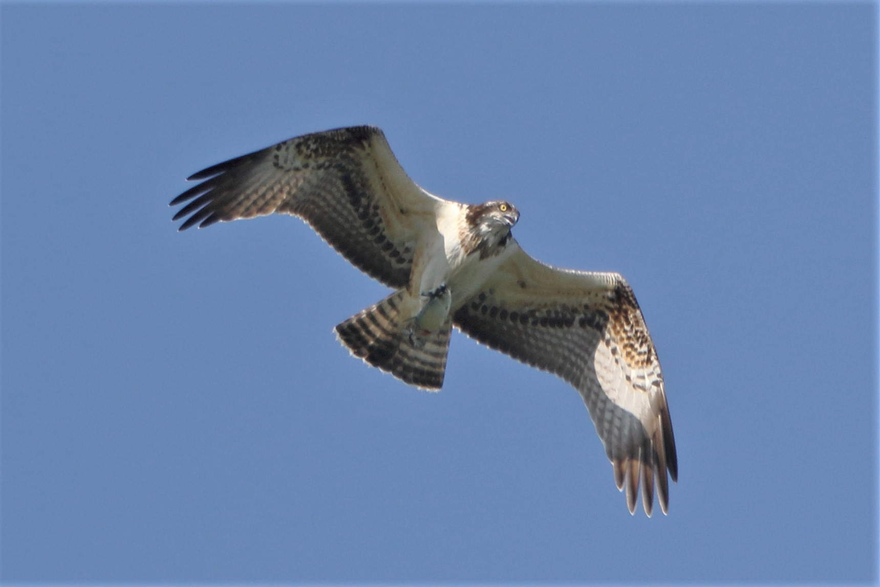 Osprey with prey 229