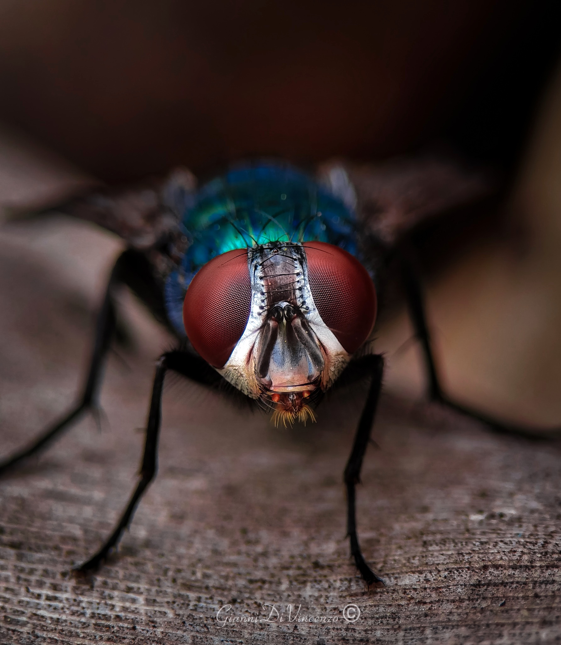 Huawei p40proplus on 3x sensor,plus apexel 100mm