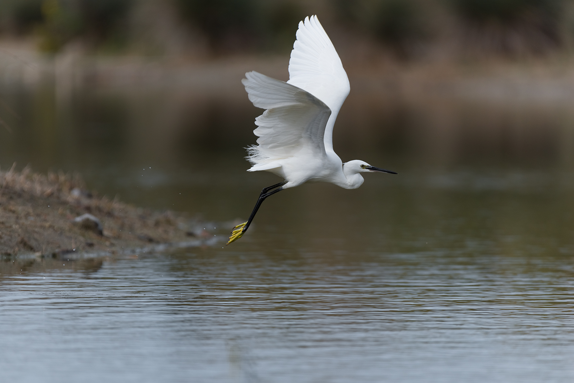 Egretta Garzetta in volo