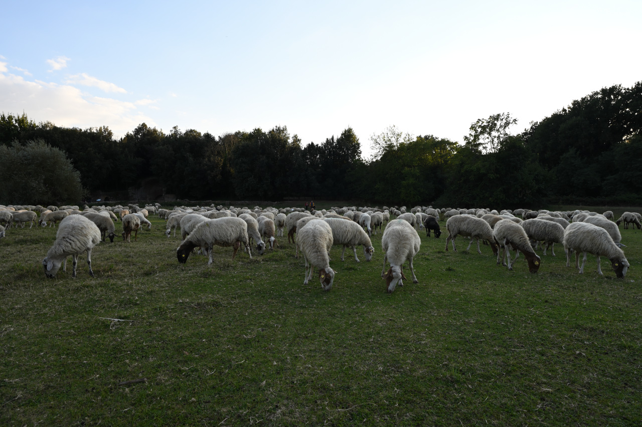 Visione bucolica cittadina