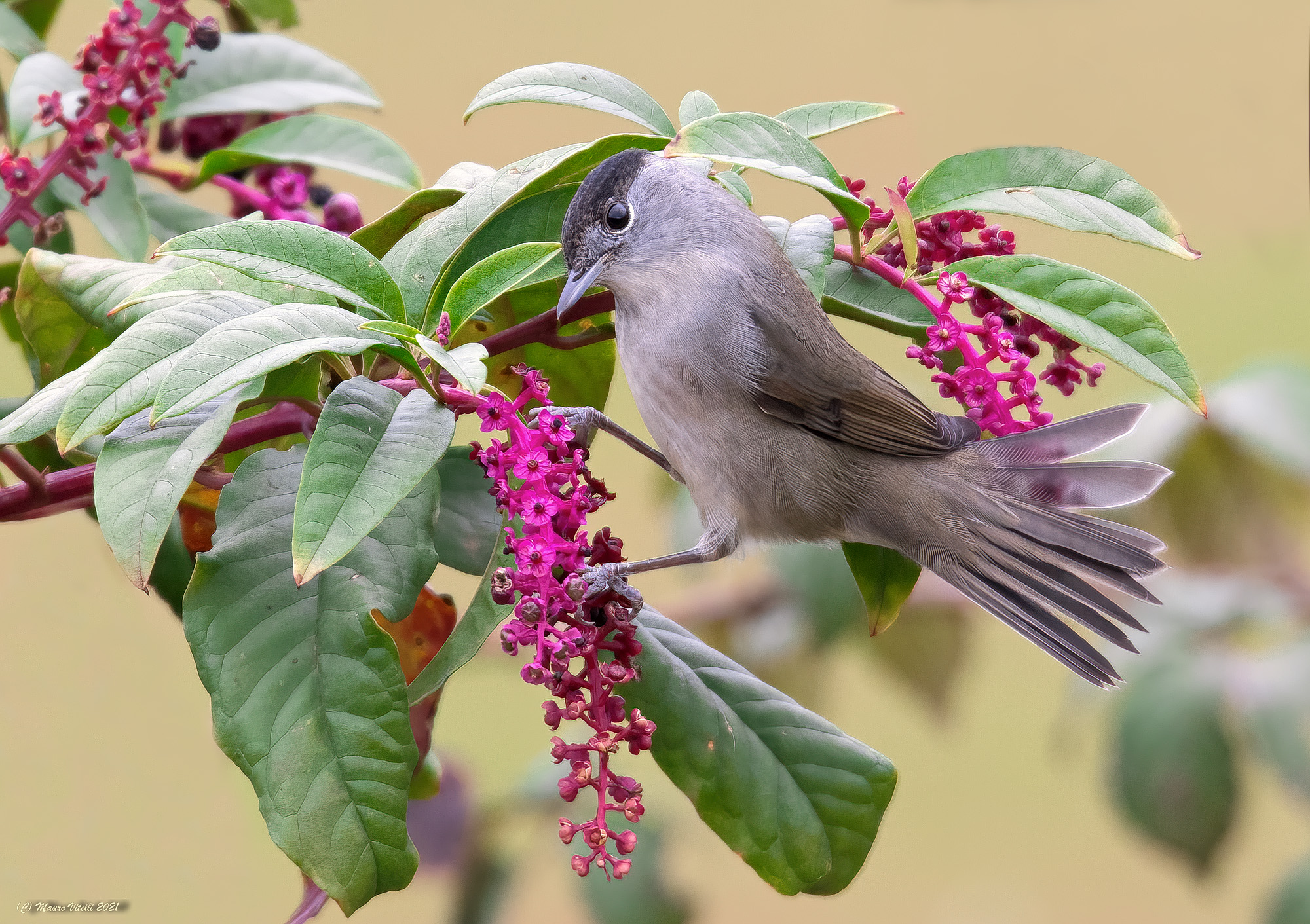 Black cap (Sylvia atricapilla)