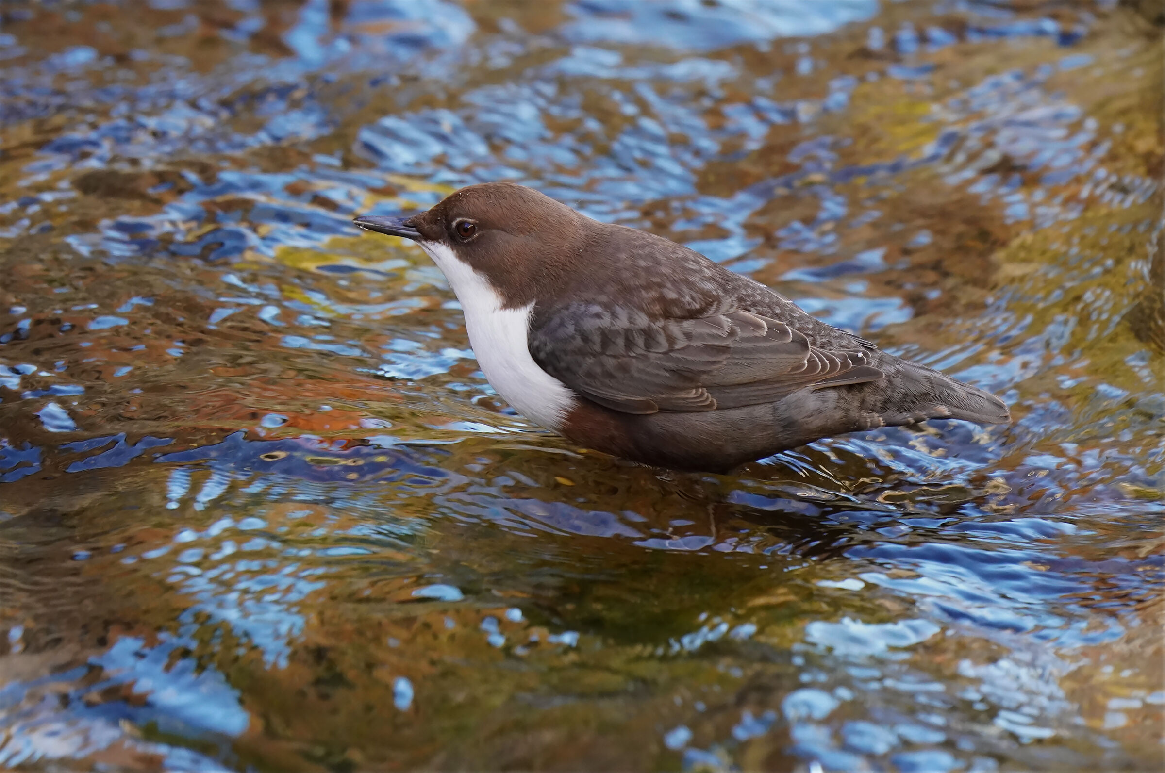 acquaiolo tra riflessi blu