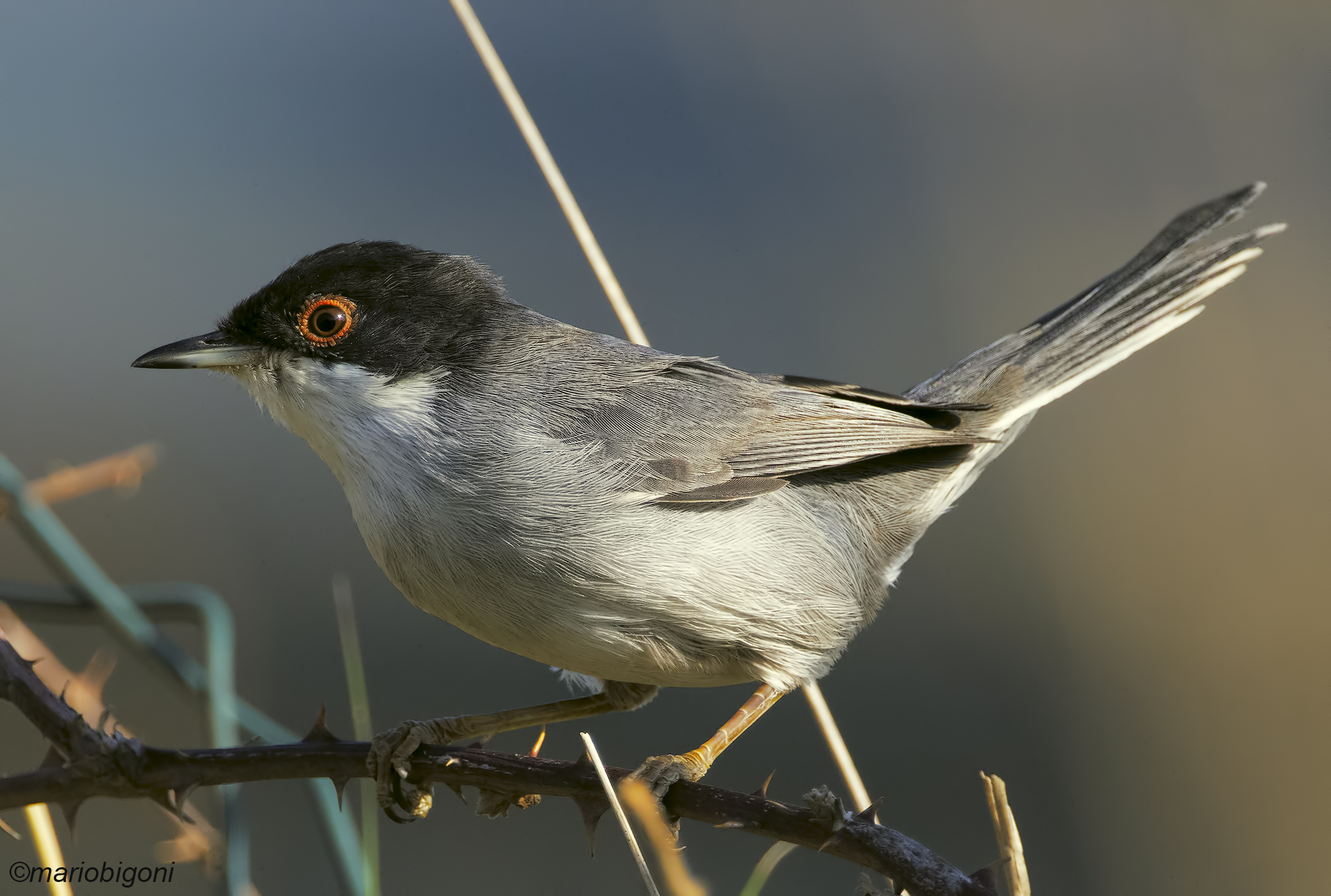 sardinian warbler
