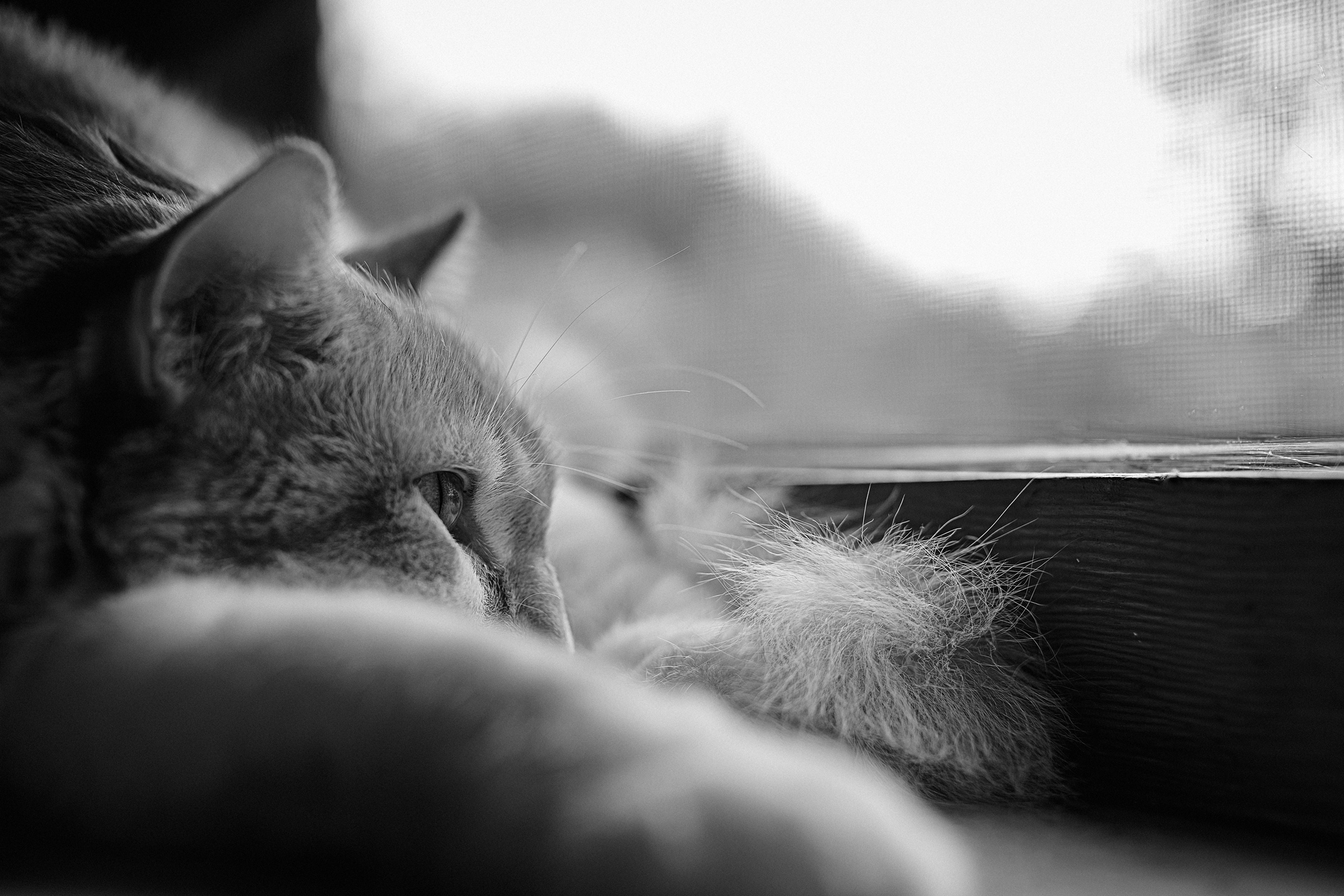 Meditando sul davanzale caldo