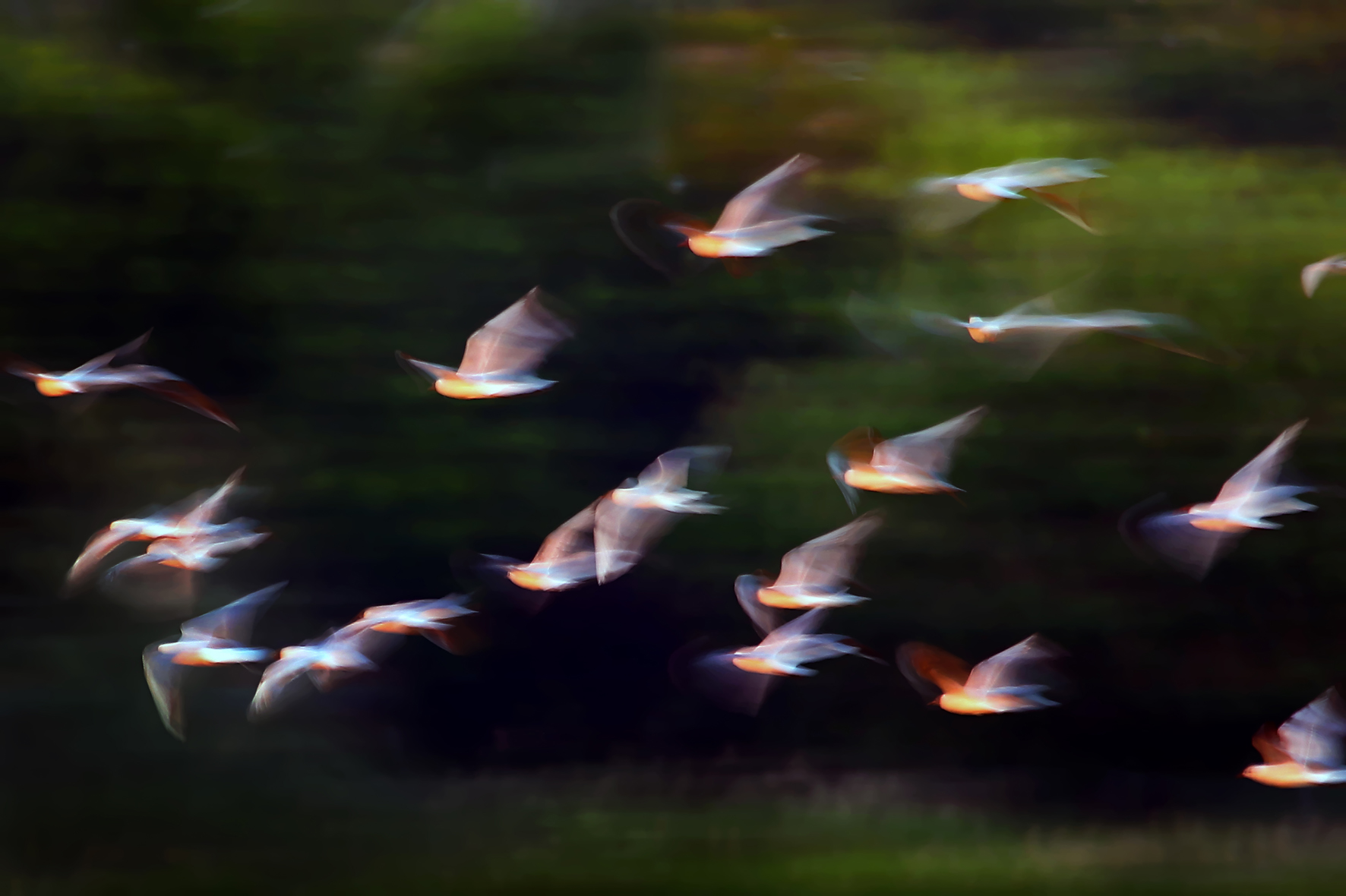 Black-headed Gull - Chroicocephalus ridibundus