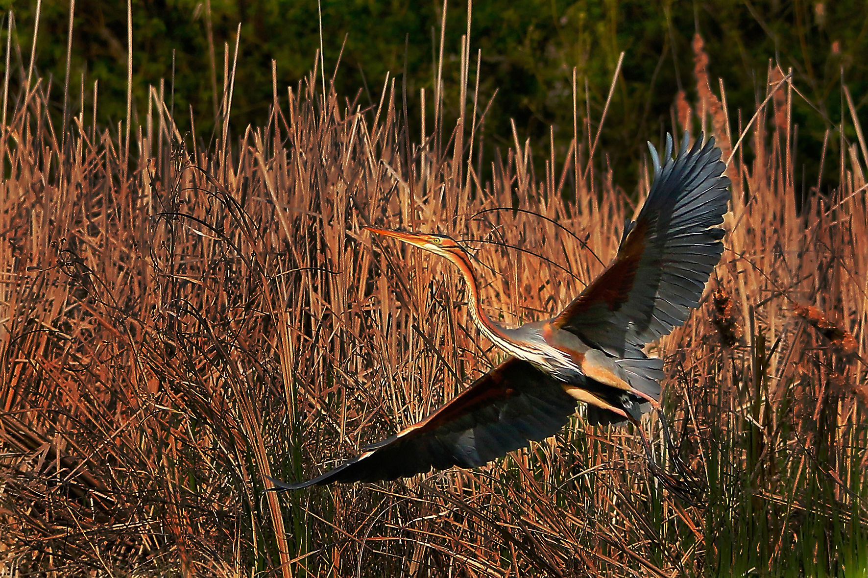 Purple Heron - Ardea purpurea