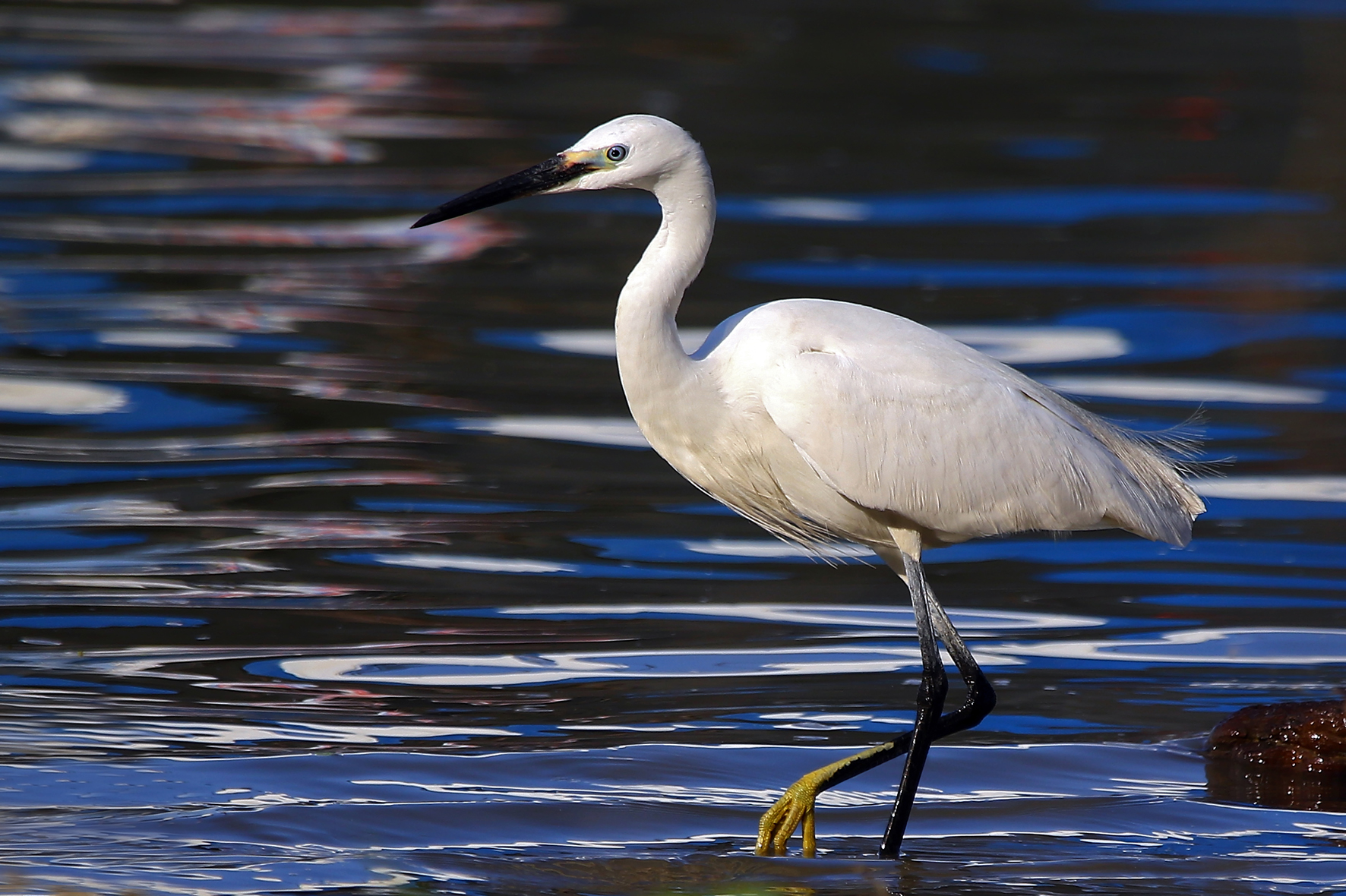 Little Egret - Egretta garzetta