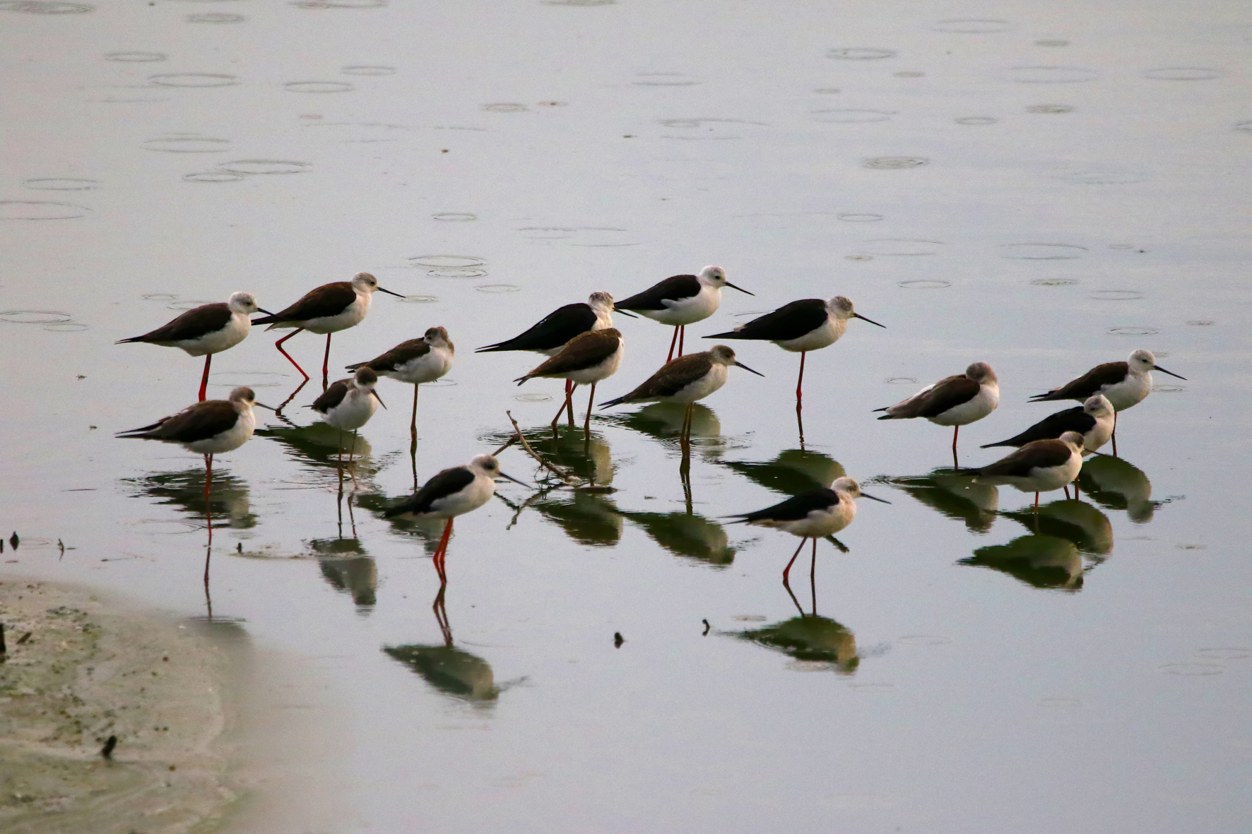 Black-winged Stilt - Himantopus himantopus