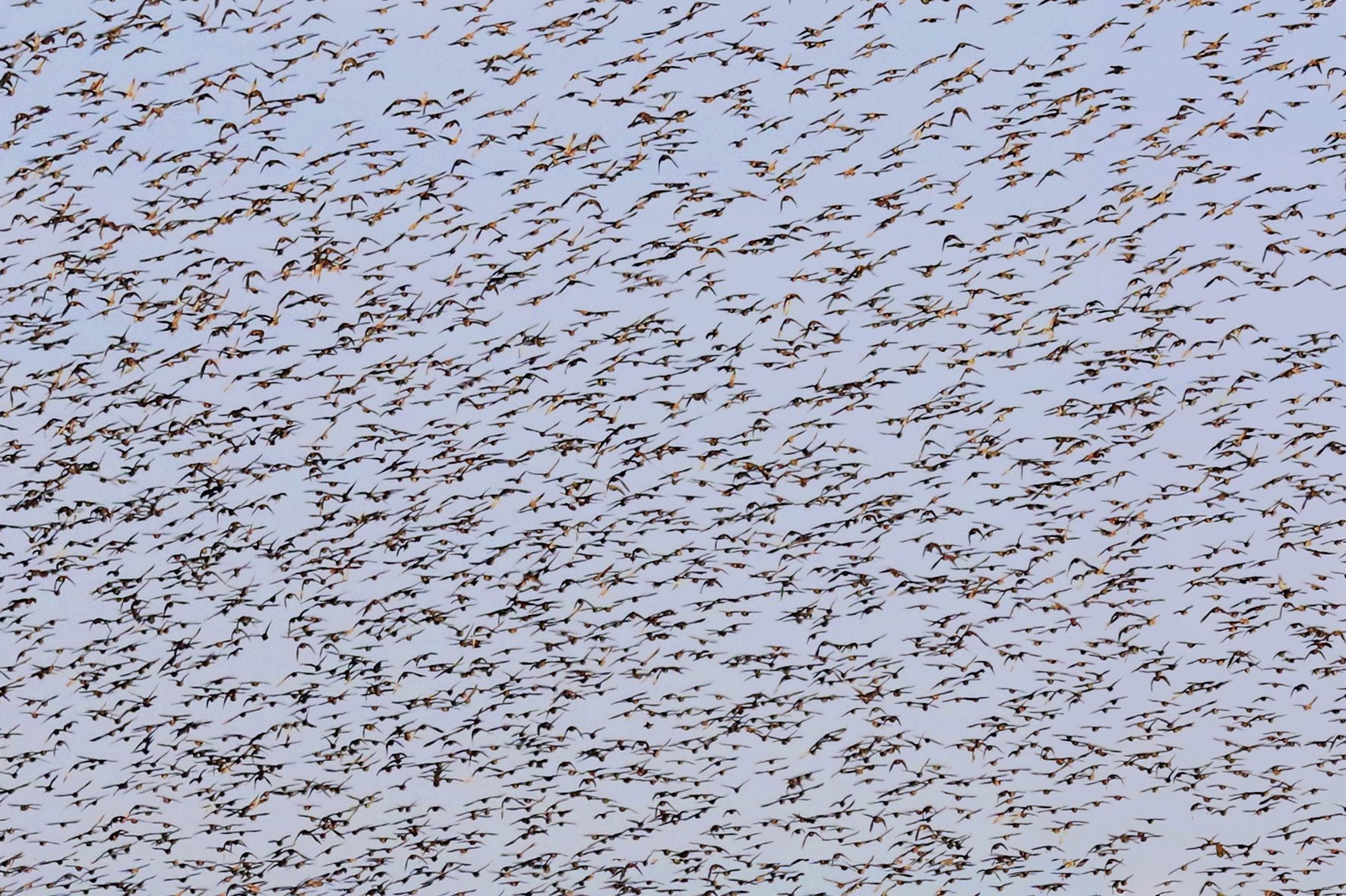 Starling - Sturnus vulgaris