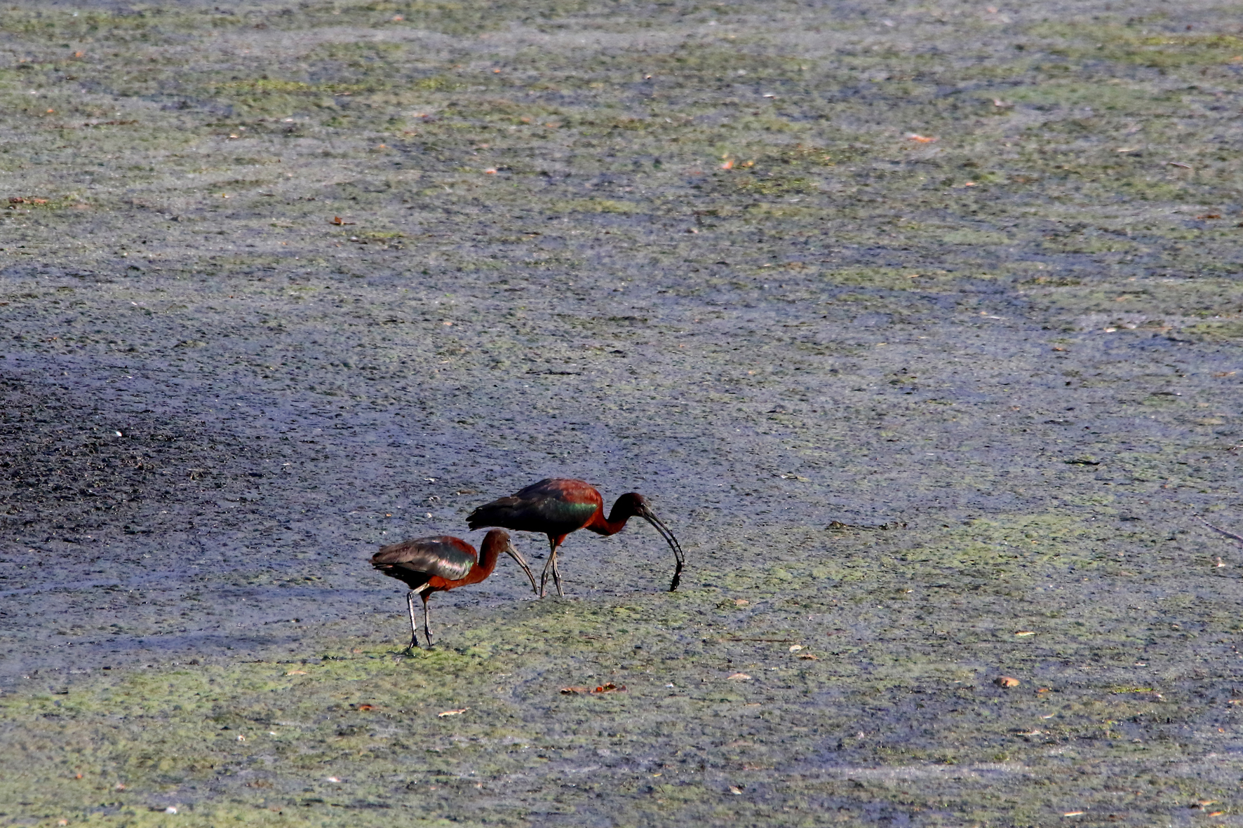 Glossy Ibis - Plegadis falcinellus