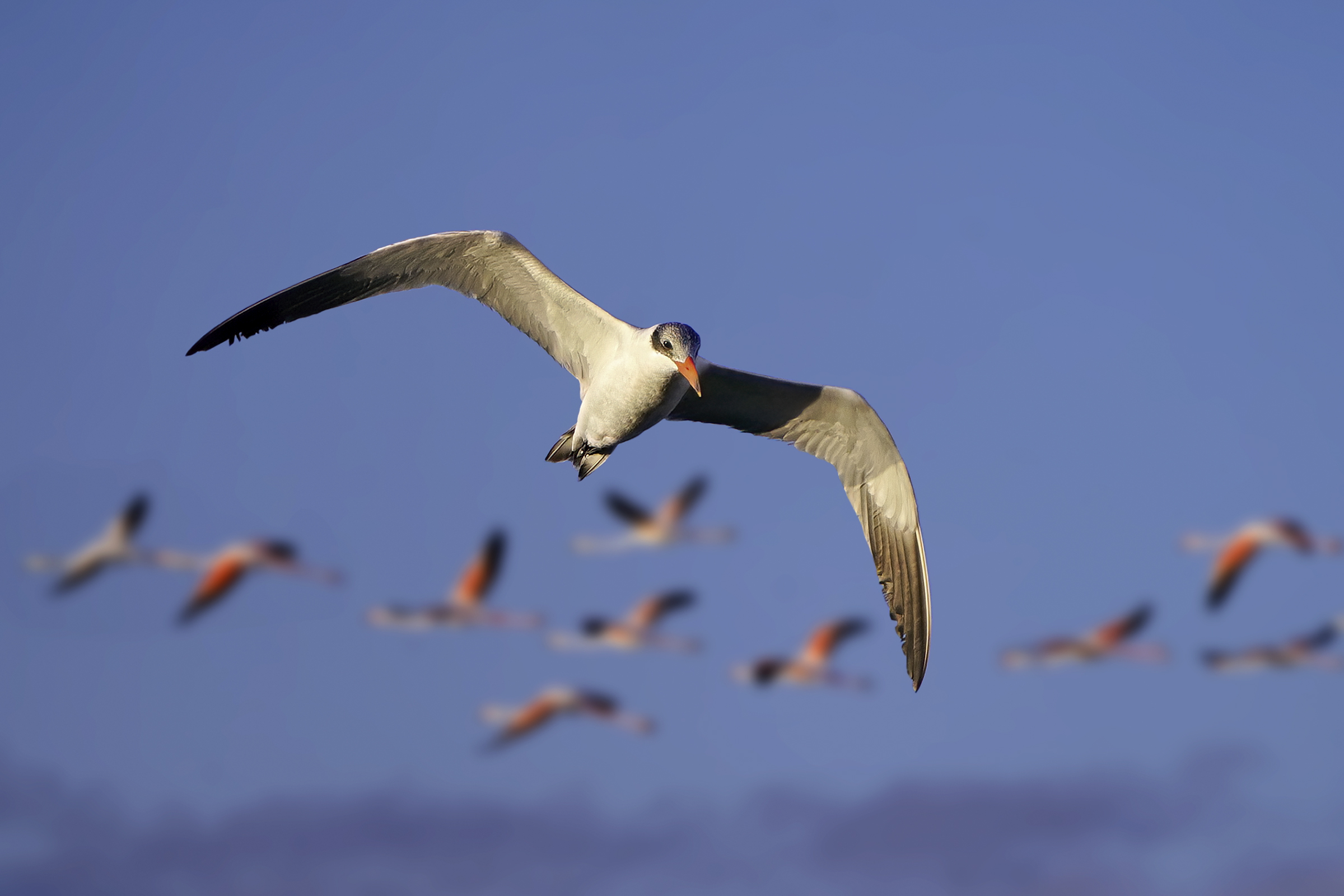 La sterna e i fenicotteri - Sterna maggiore