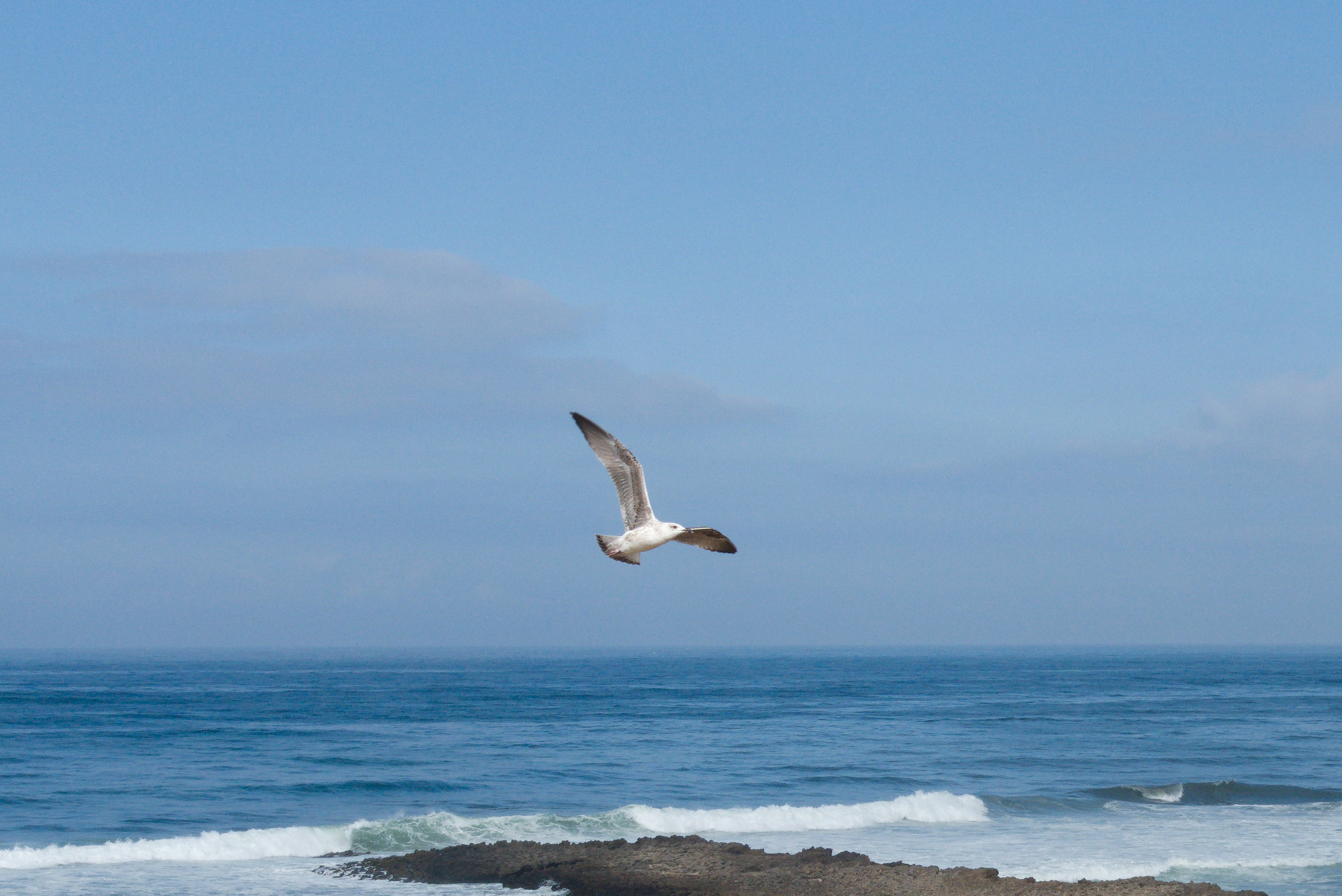 Seagull