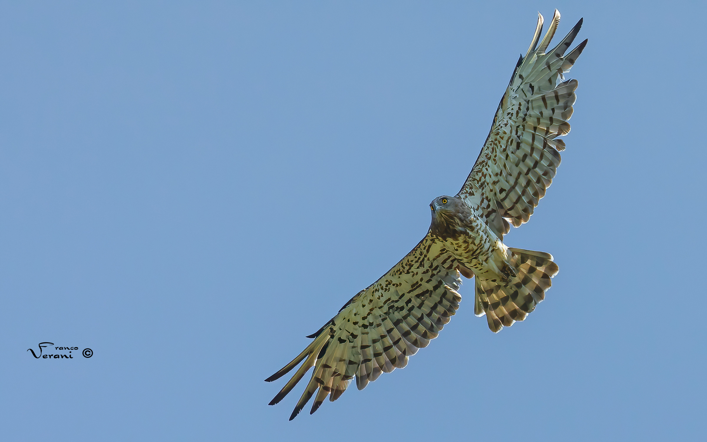Biancone (Circaetus Gallicus)