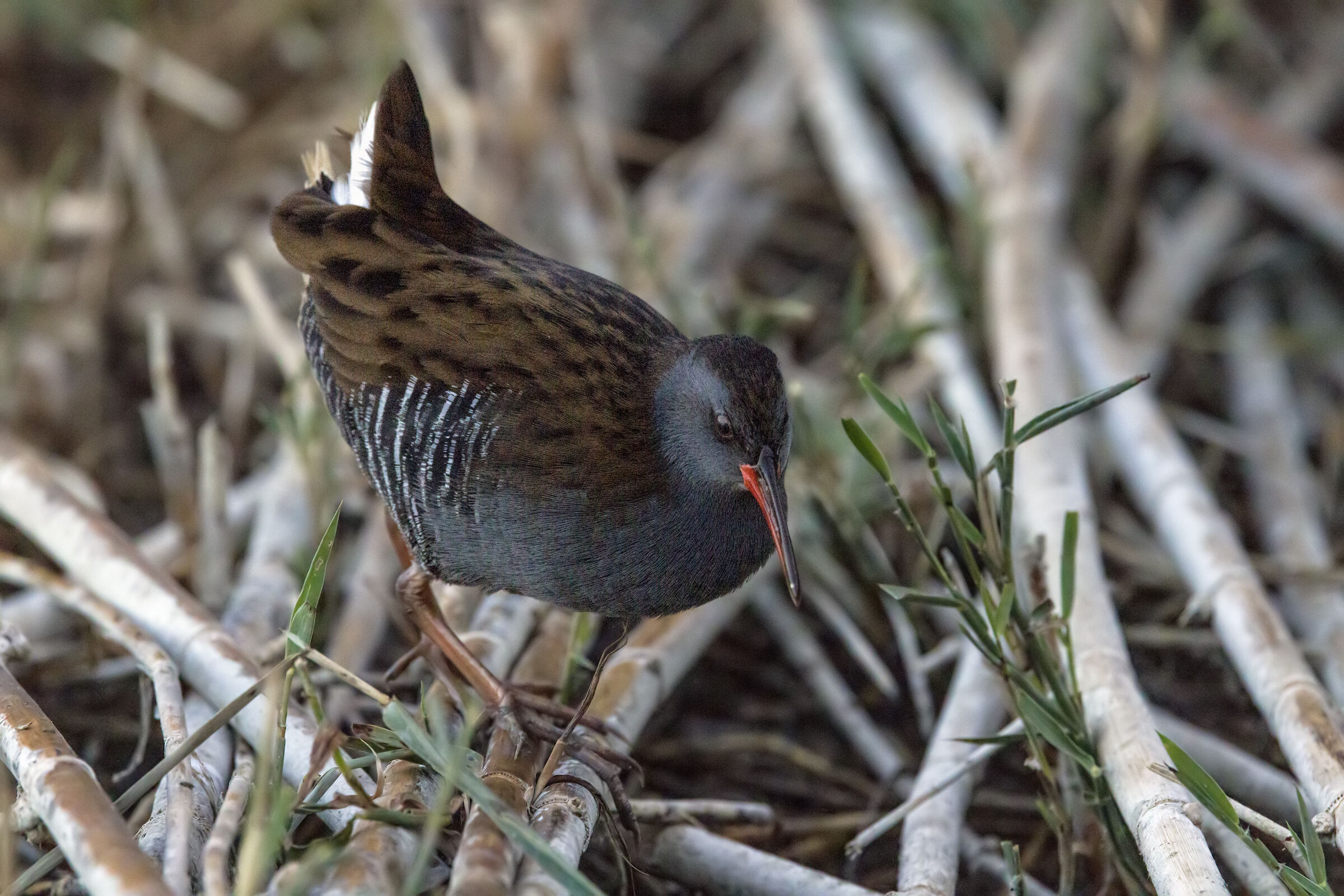 Water rail