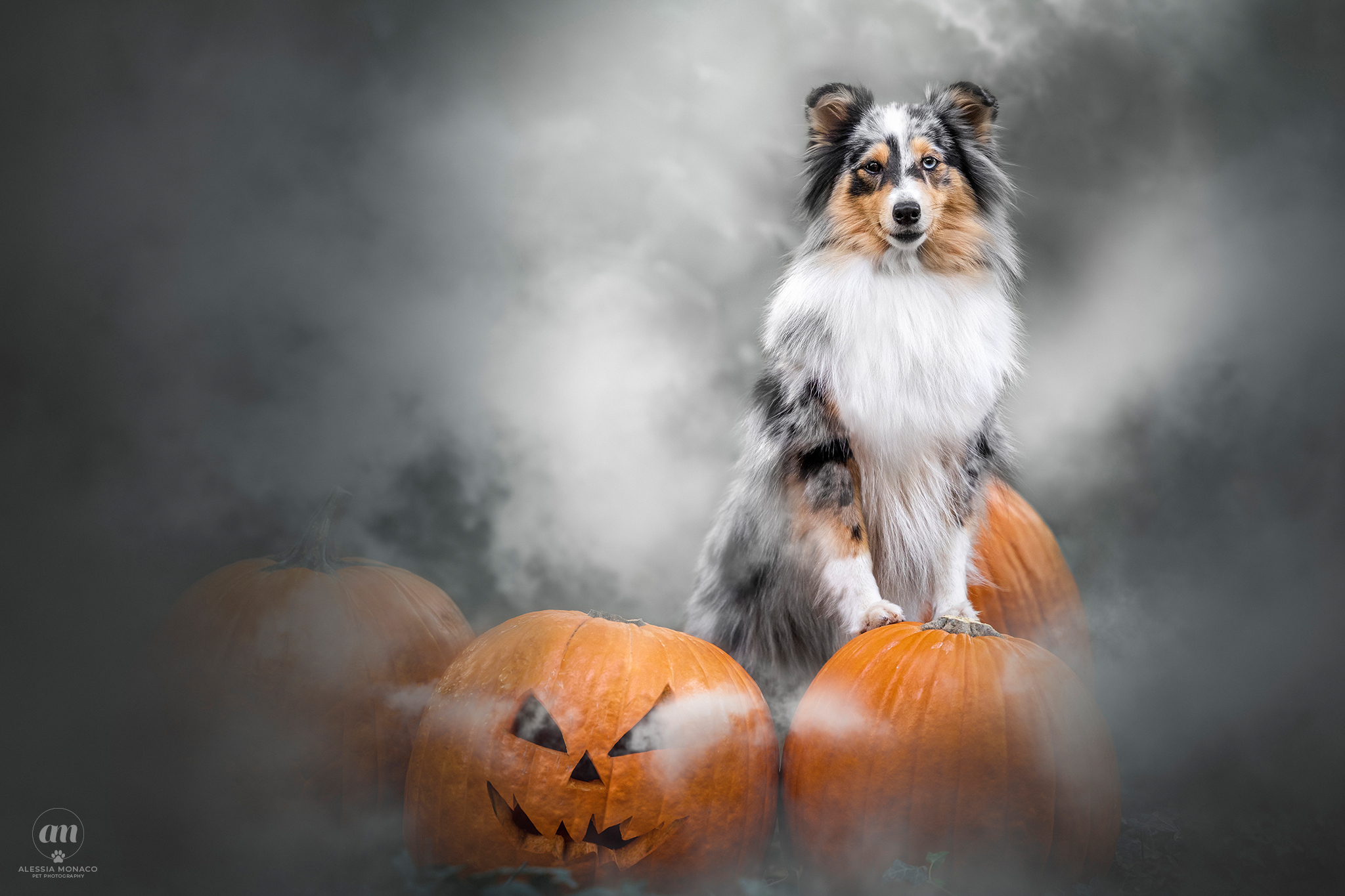 Shetland sheepdog sitting on a pumpkin
