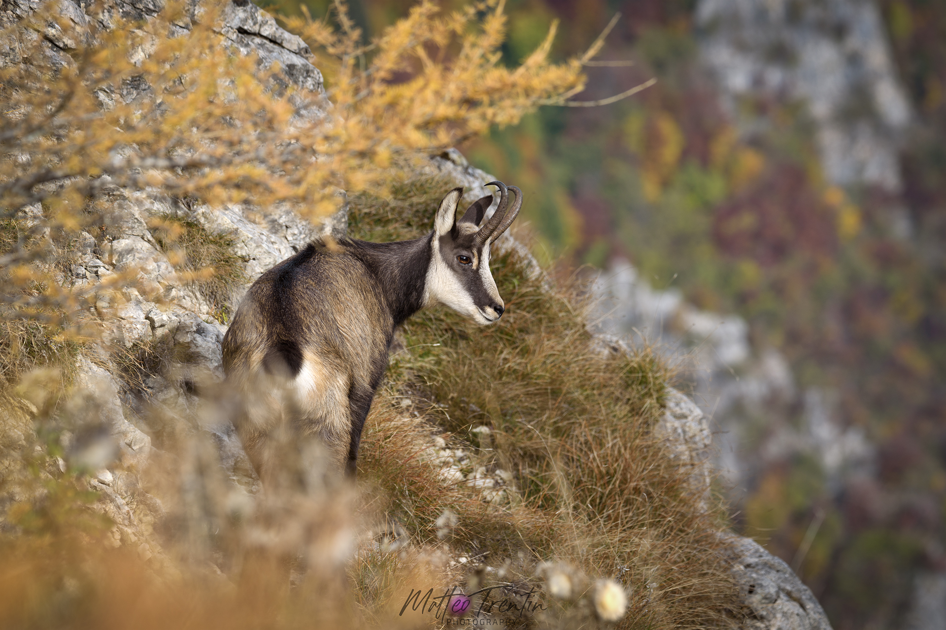 Alpine chamois