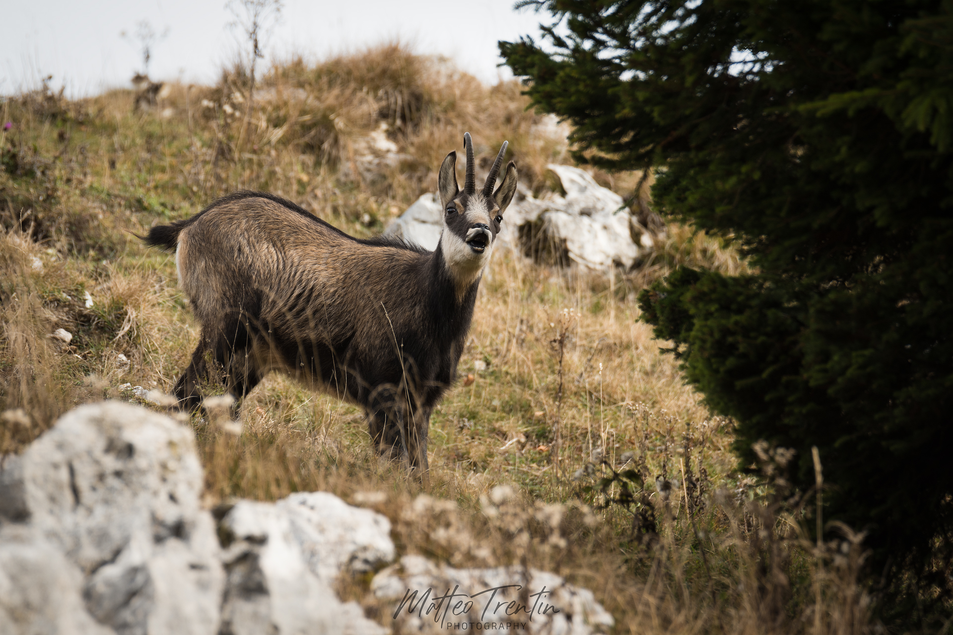 Alpine chamois 2