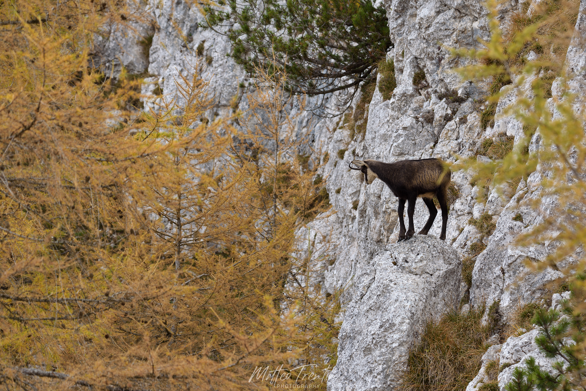 Alpine chamois 3