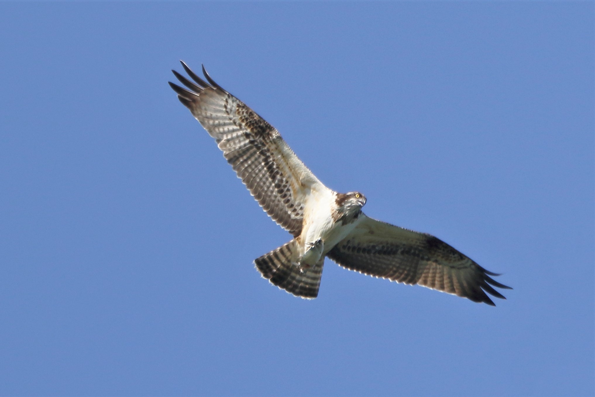 Osprey with prey 230