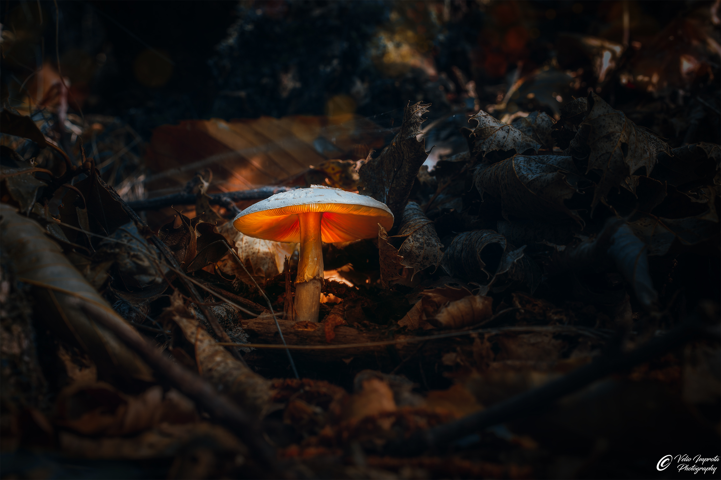 The colors of autumn