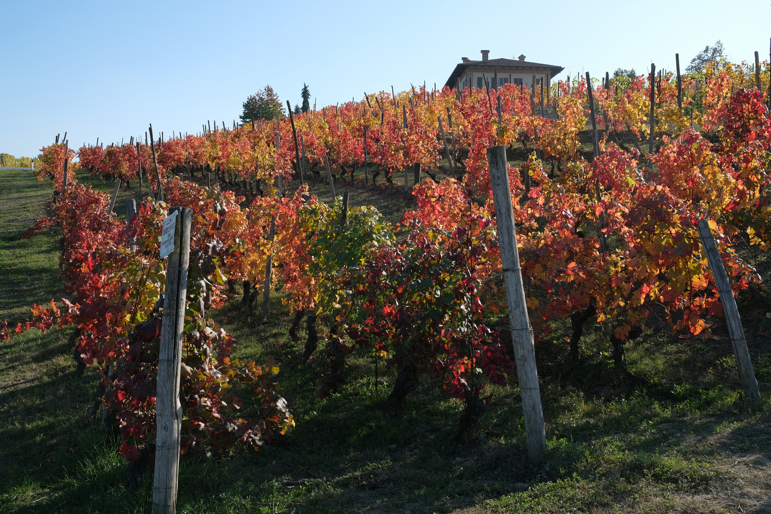 Foliage Barolo