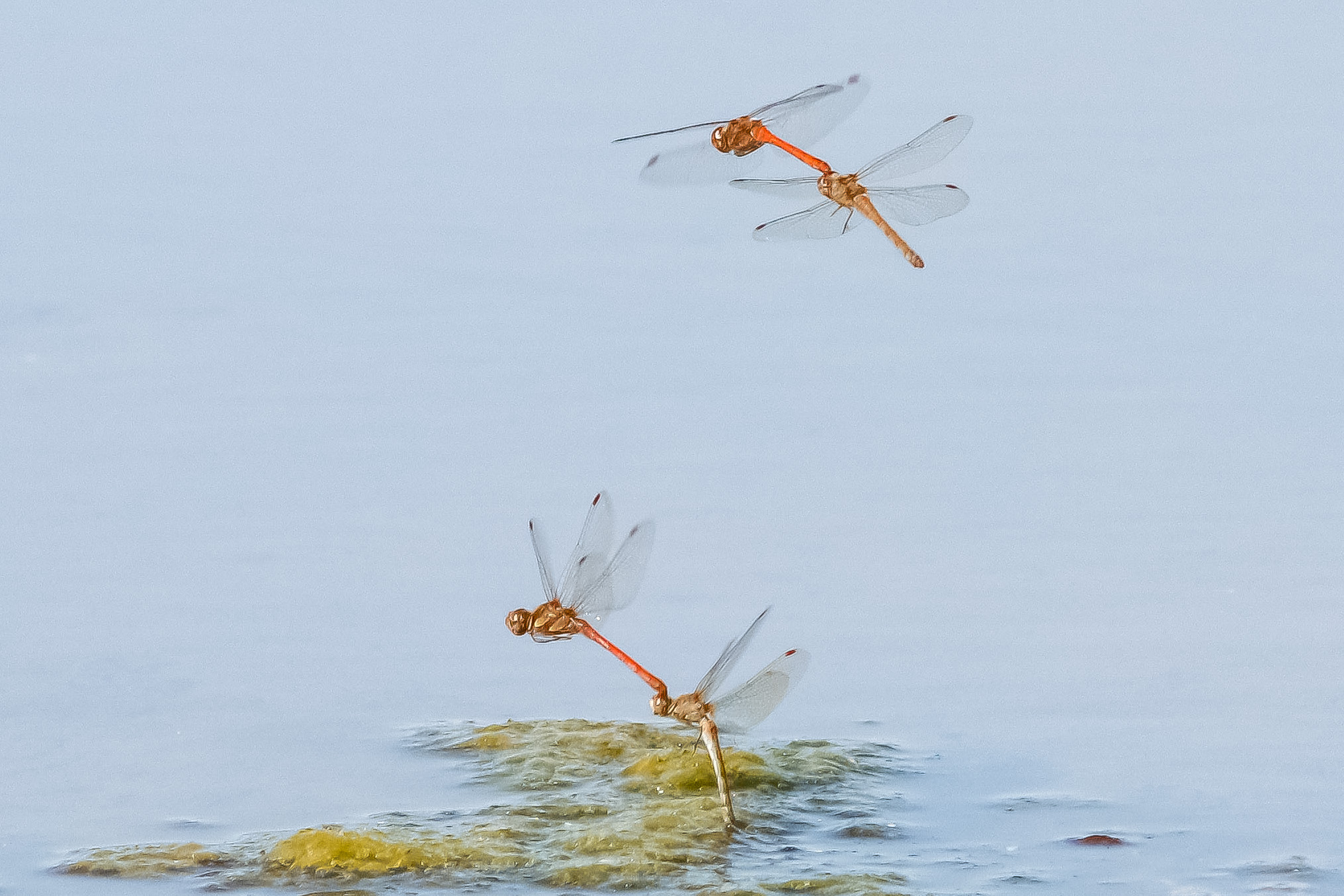 dragonflies in mating