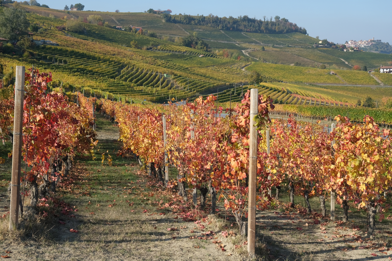 Foliage Barolo