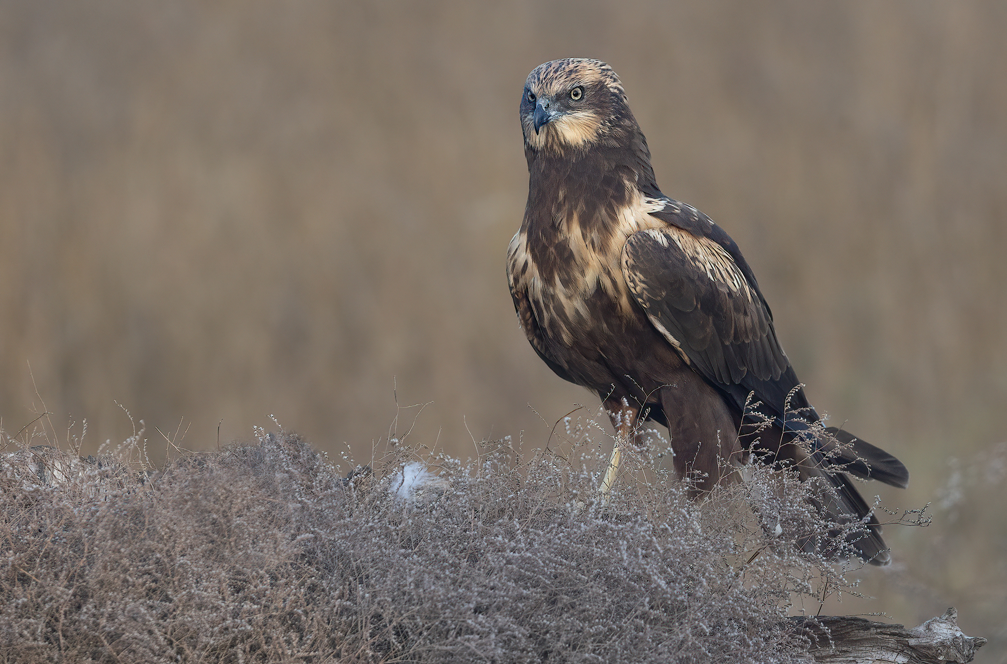 lo sguardo del falco di palude