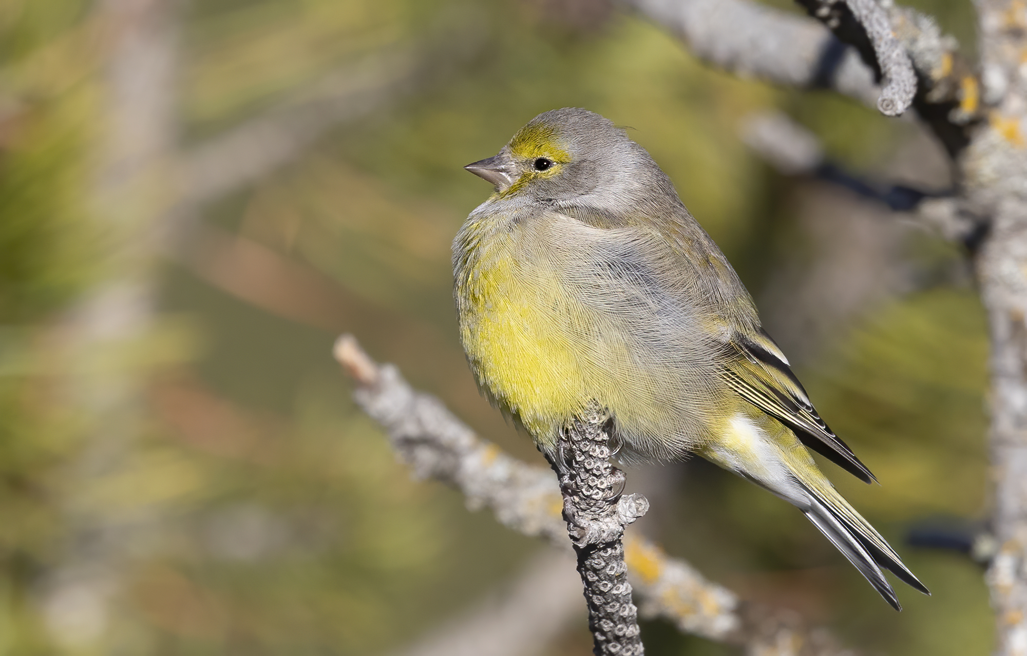 l'habitat del venturone alpino