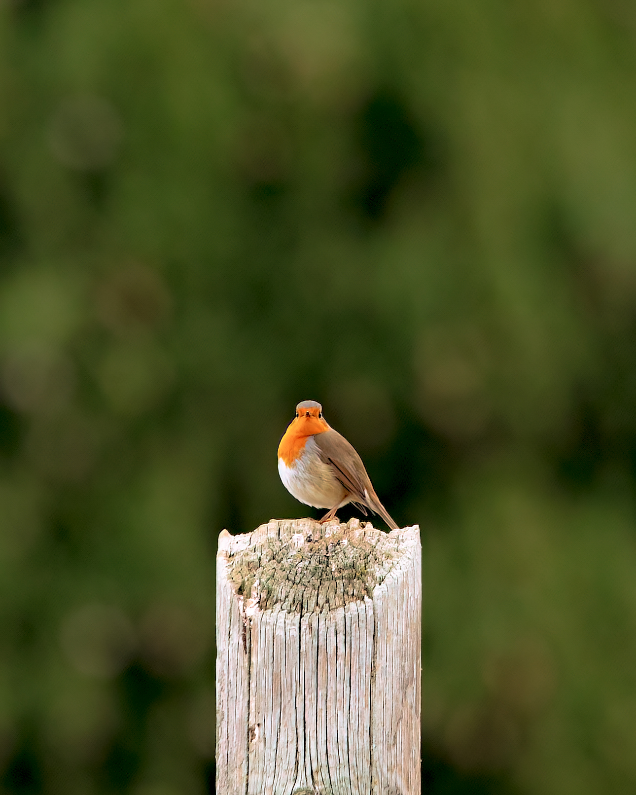 Pettirosso a pancia piena