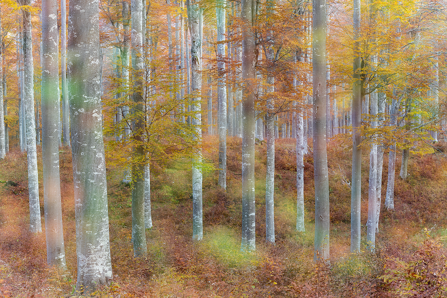 Autunno nella faggeta