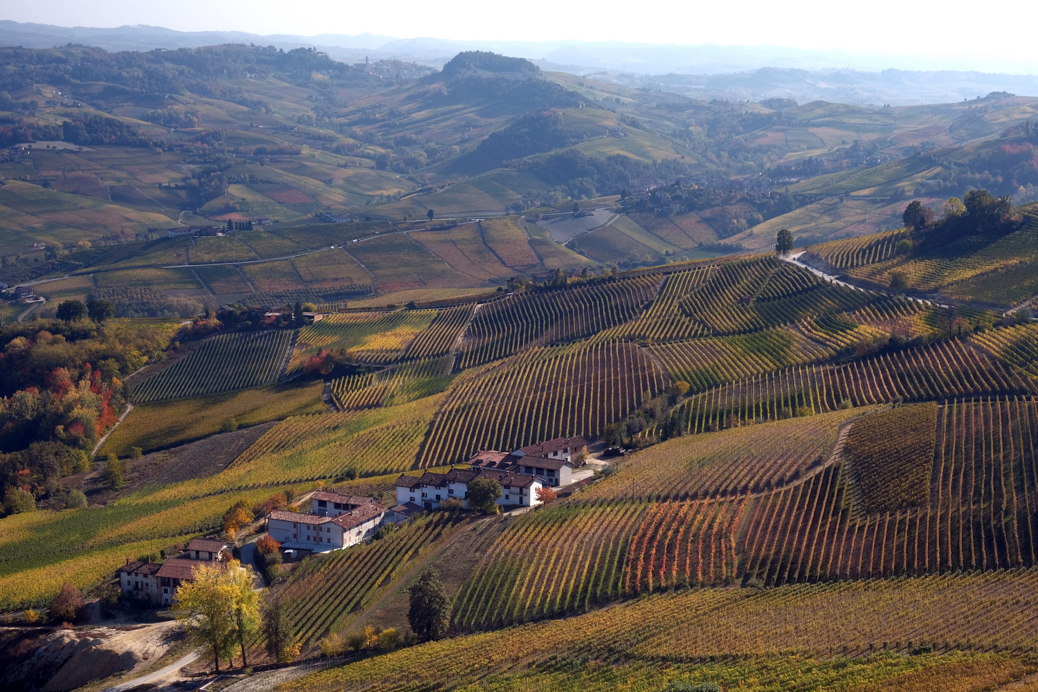 Foliage Barolo