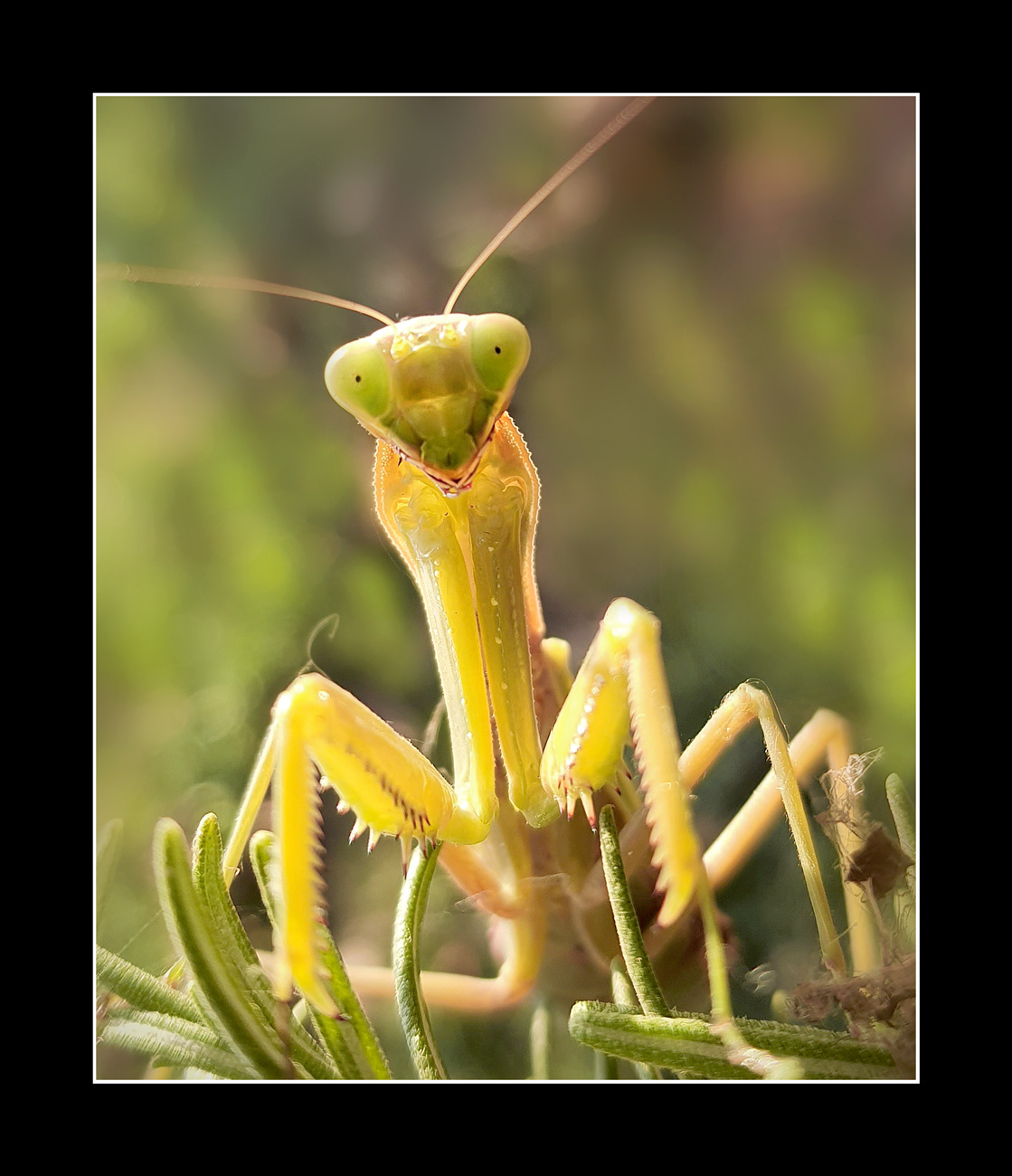 Mantide laica