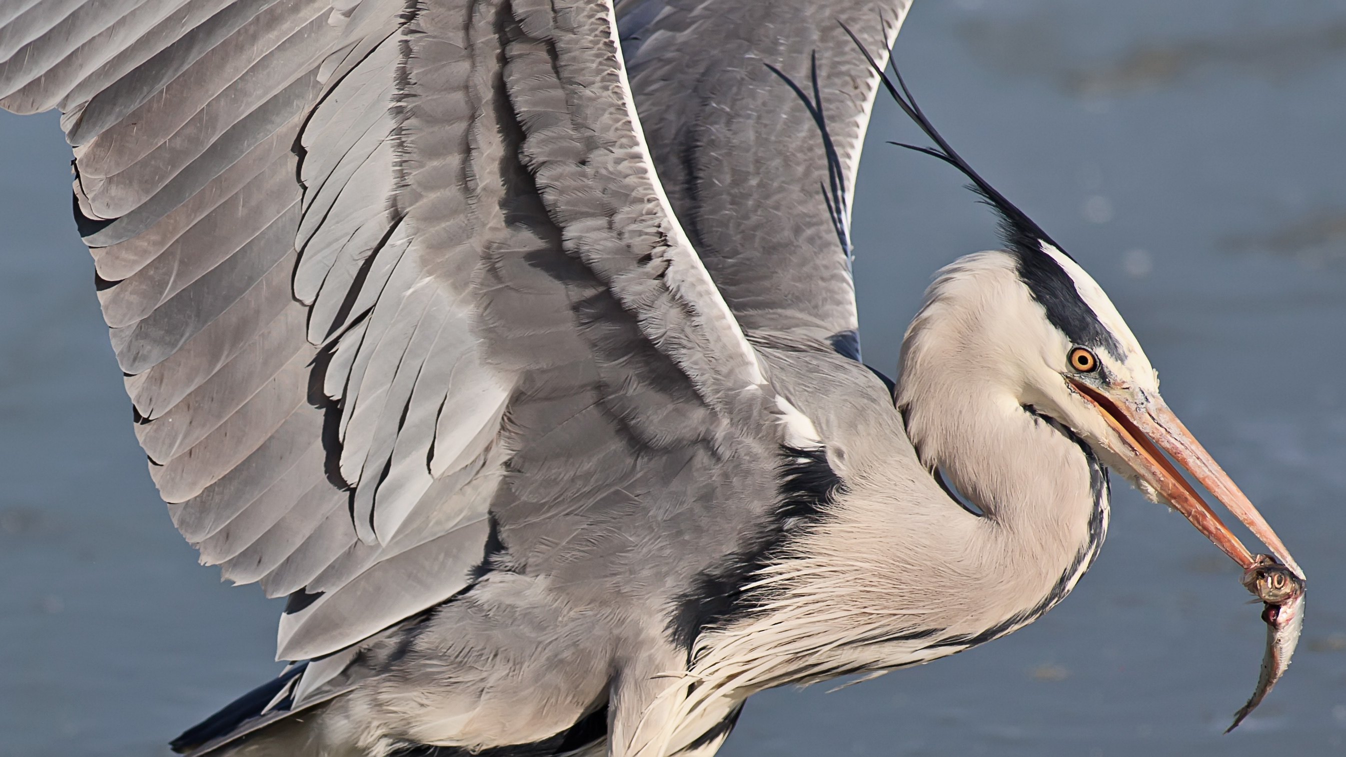 Heron in the foreground