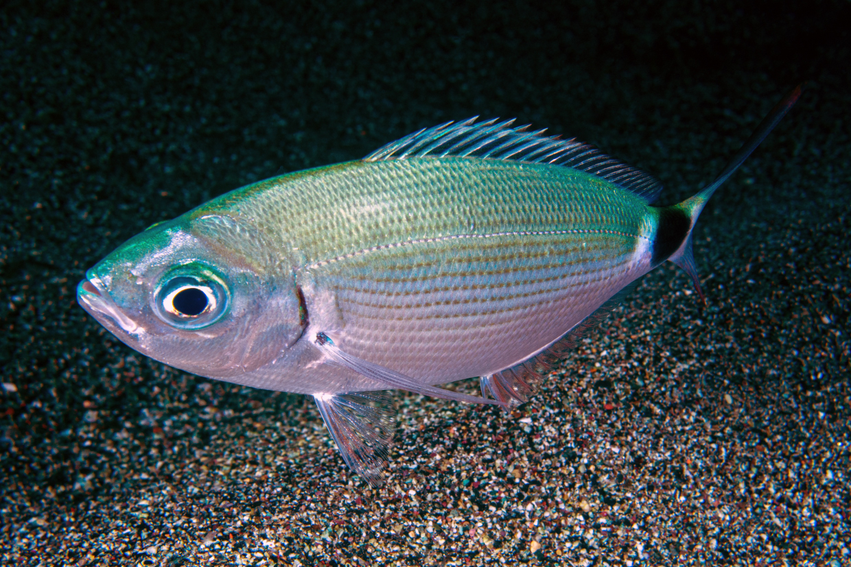 occhiata