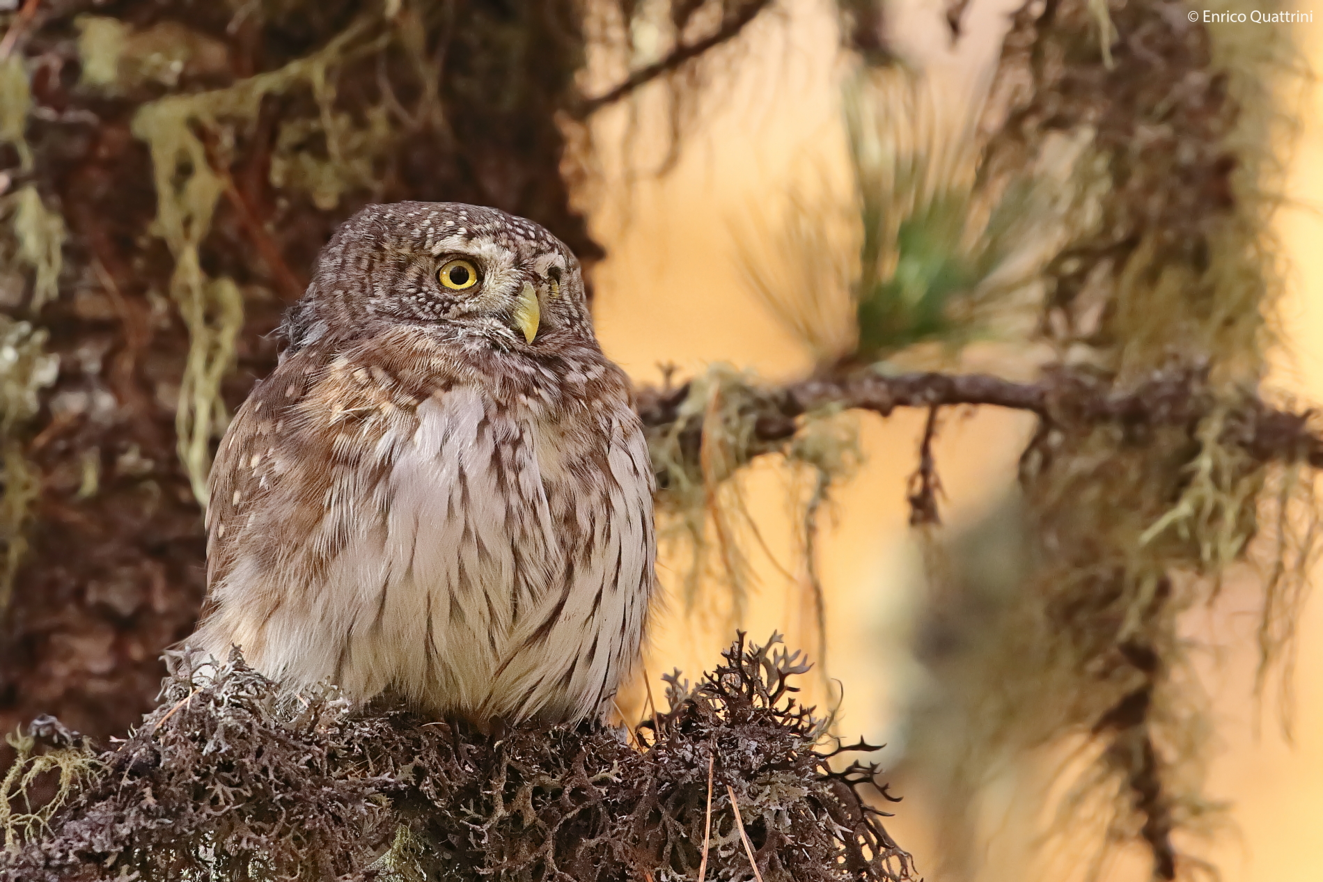 Dwarf owl