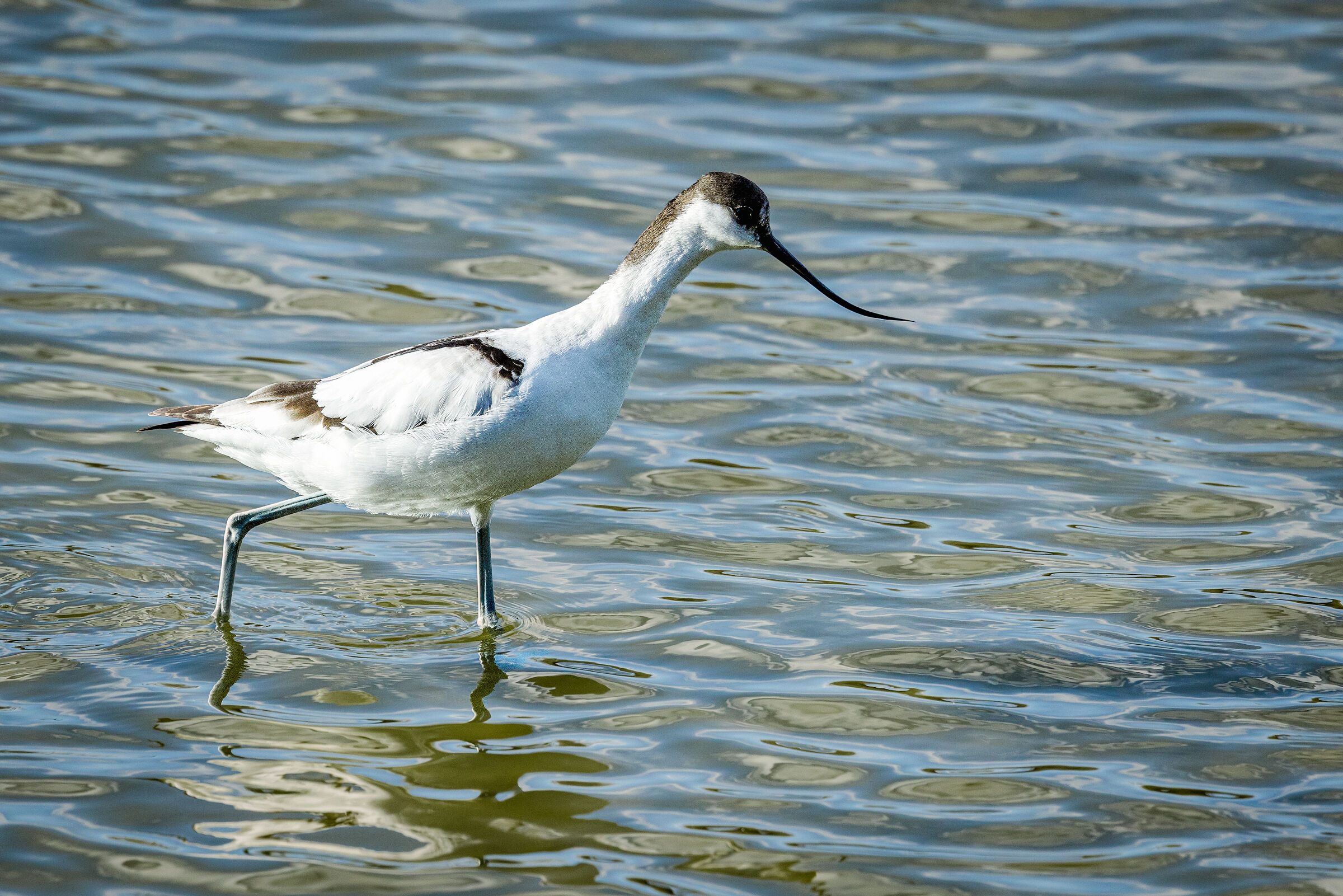 Avocet