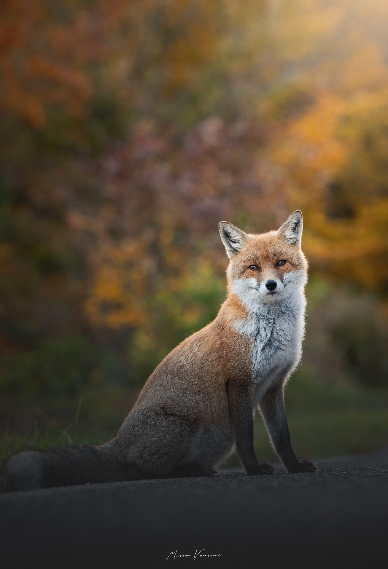 tra i colori dell'autunno