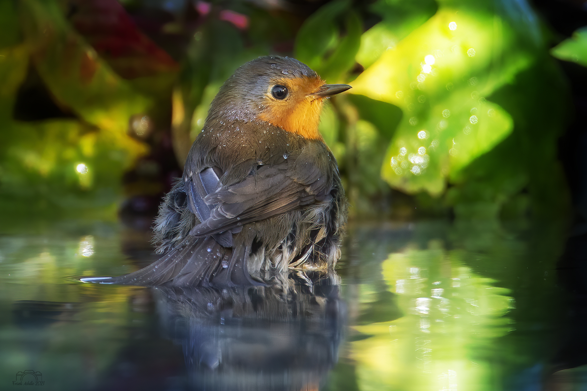 Tra luci e ombre " Pettirosso "