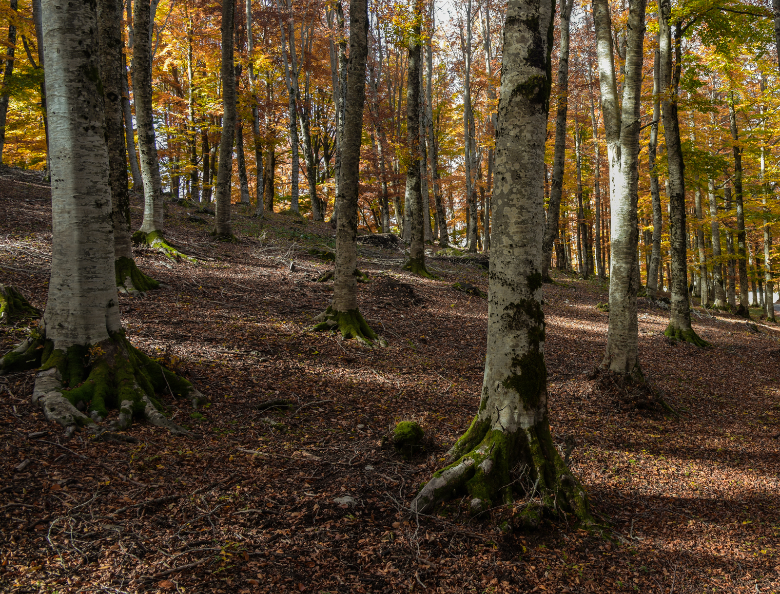 The beech forest of the Jenne Funds