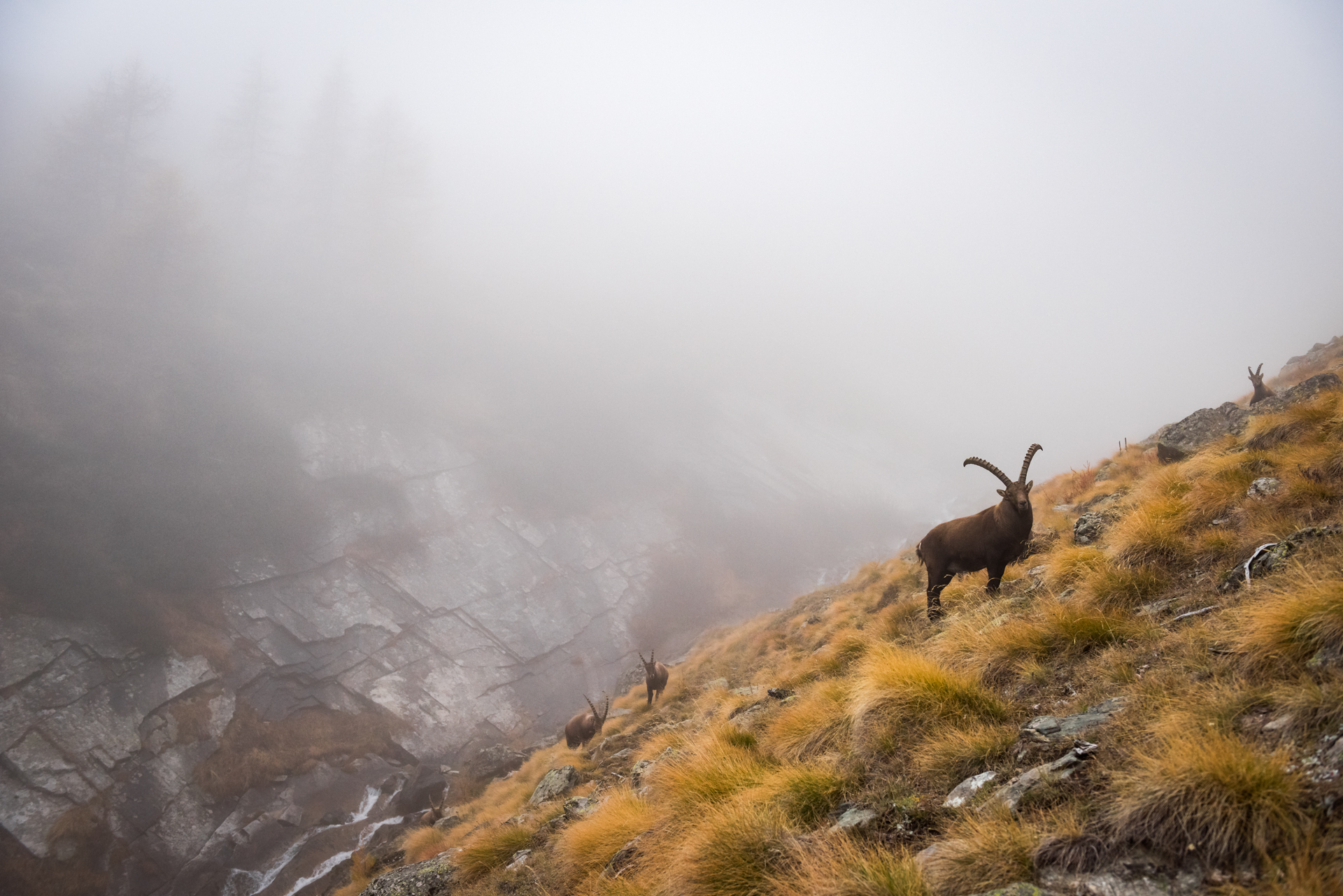 Ibex in the fog