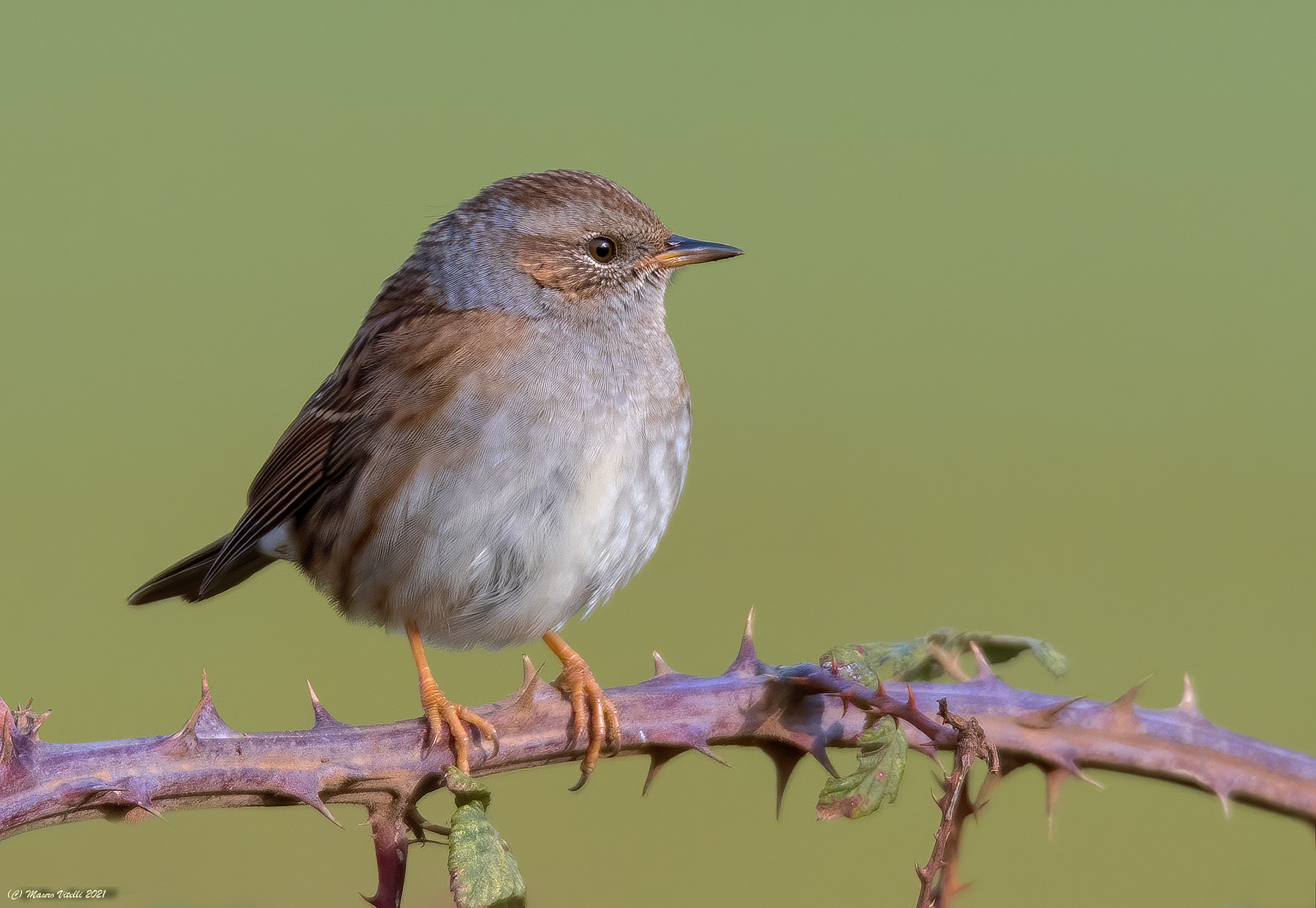 Flounder broom (Prunella modularis)