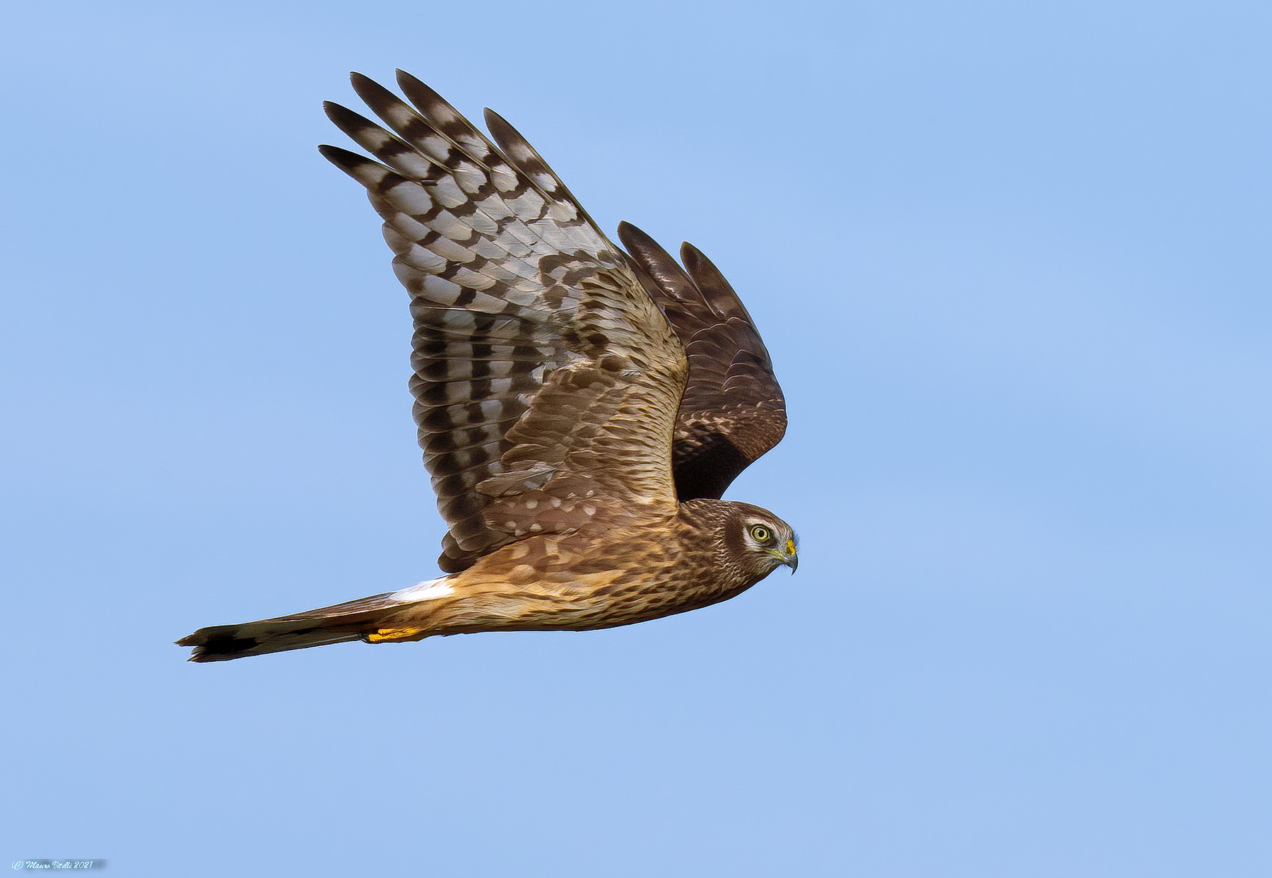Harrier (Circus cyaneus)